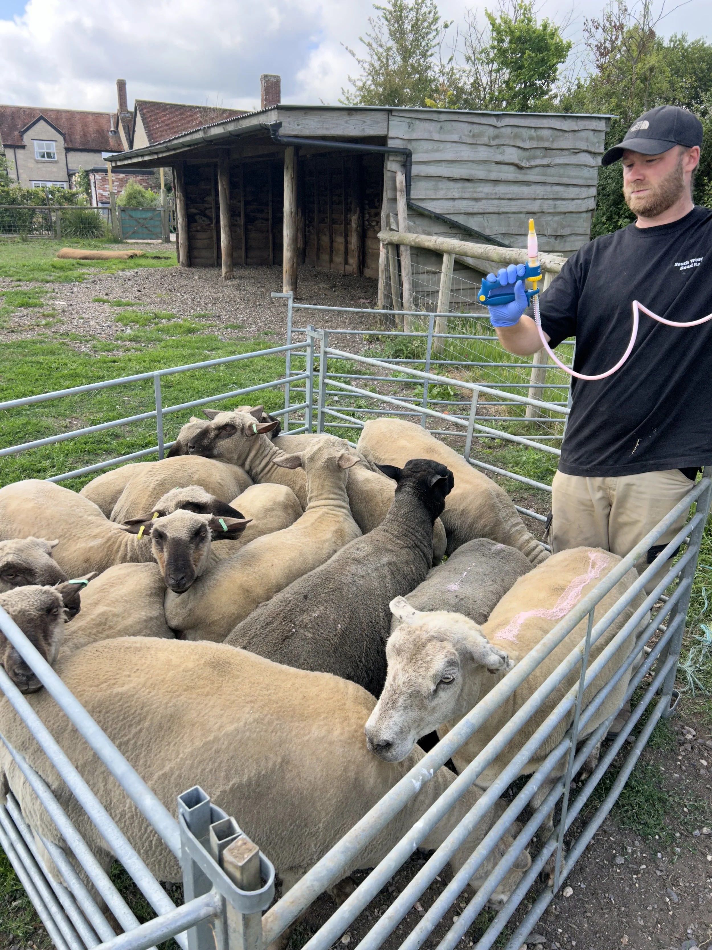A man wearing a black shirt, khaki pants, and a black cap is holding a syringe while standing next to a fenced area with sheep. The sheep are lying on the ground inside the enclosure, some with colored ear tags. There is a wooden structure and some h