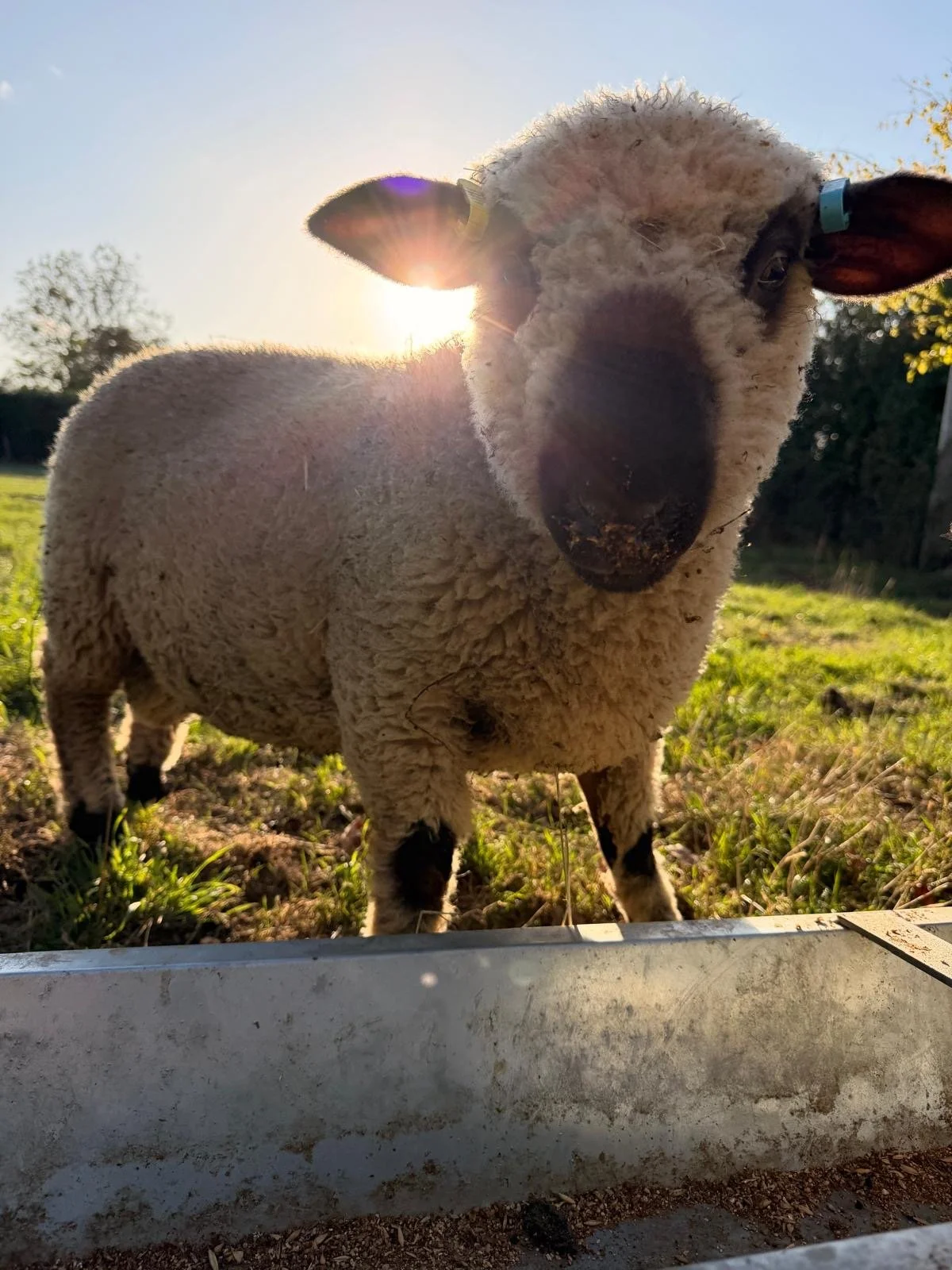 A sheep standing on grass with the sun behind its head, looking towards the camera.