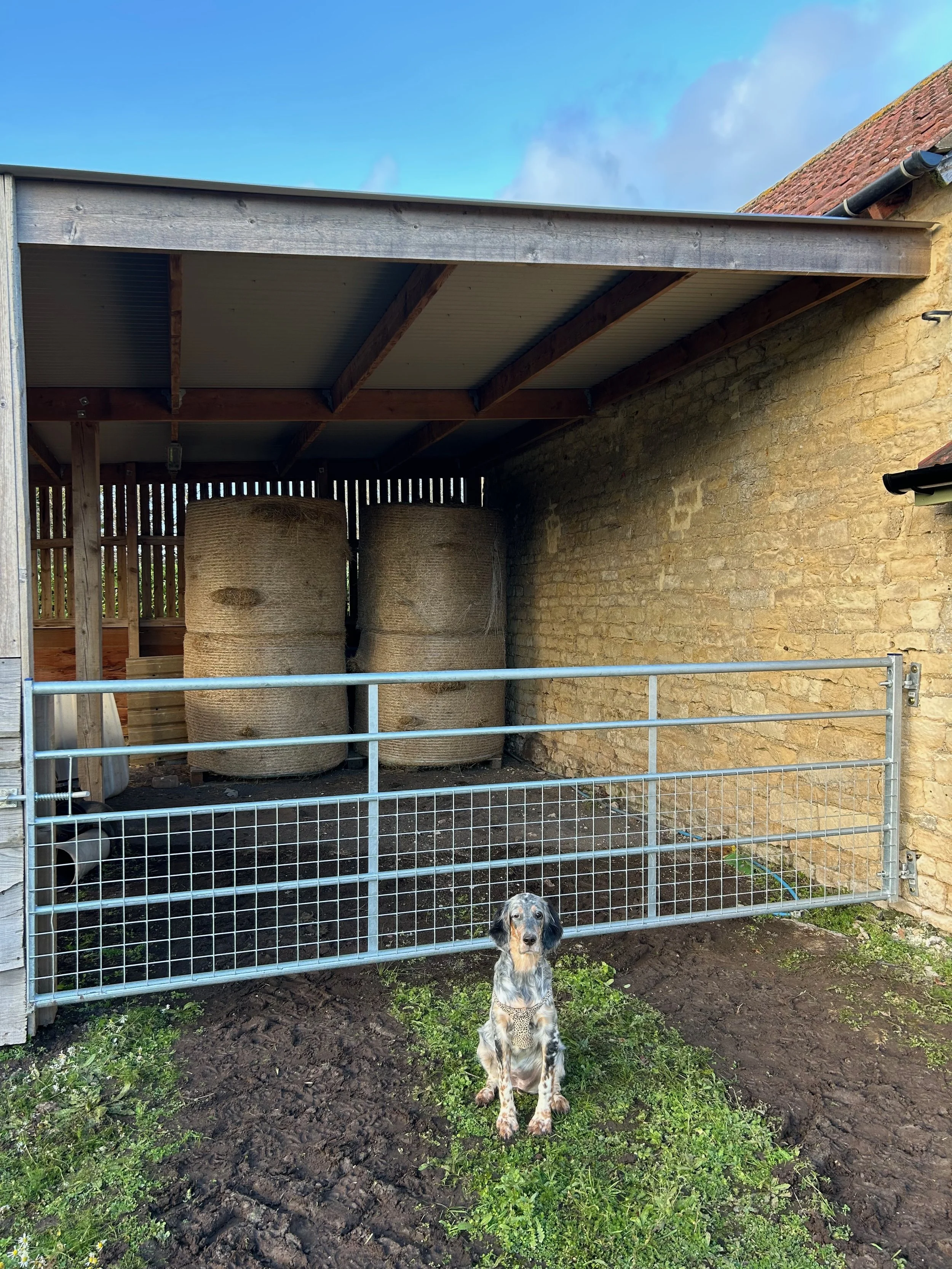 A dog sitting outside in front of a metal gate, with a covered area behind it containing hay bales, a stone wall, and wooden beams supporting the roof, with a blue sky overhead.
