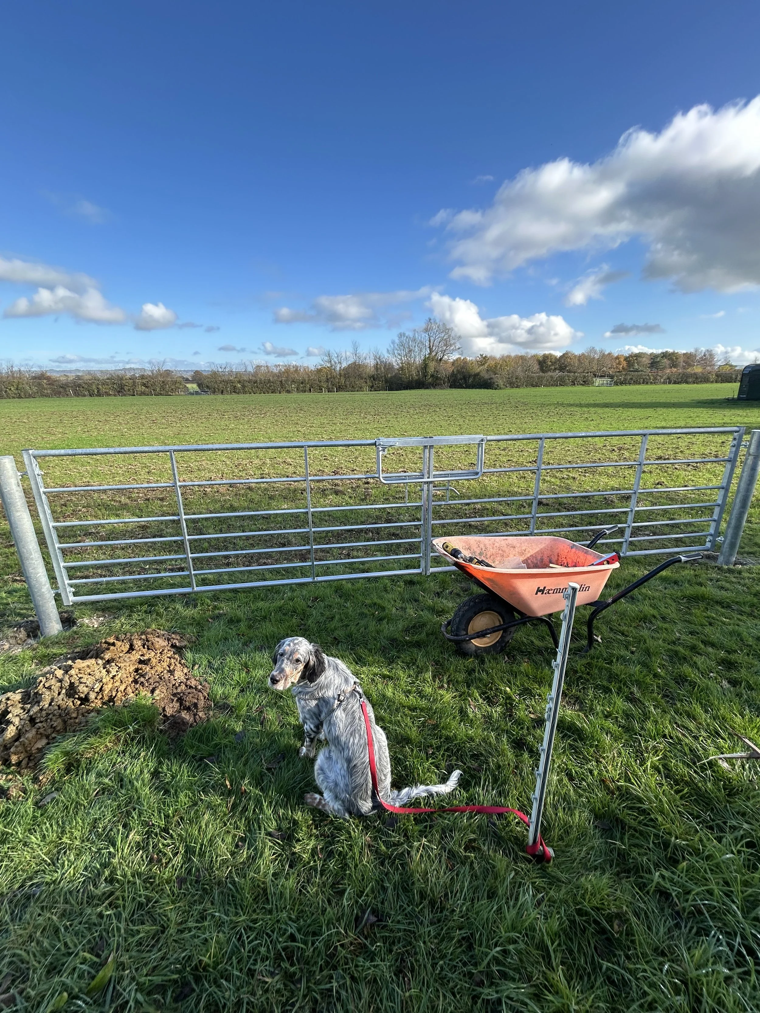 A dog sitting on green grass in front of a metal fence with a wheelbarrow nearby, in an open field with trees and a blue sky with scattered clouds in the background.