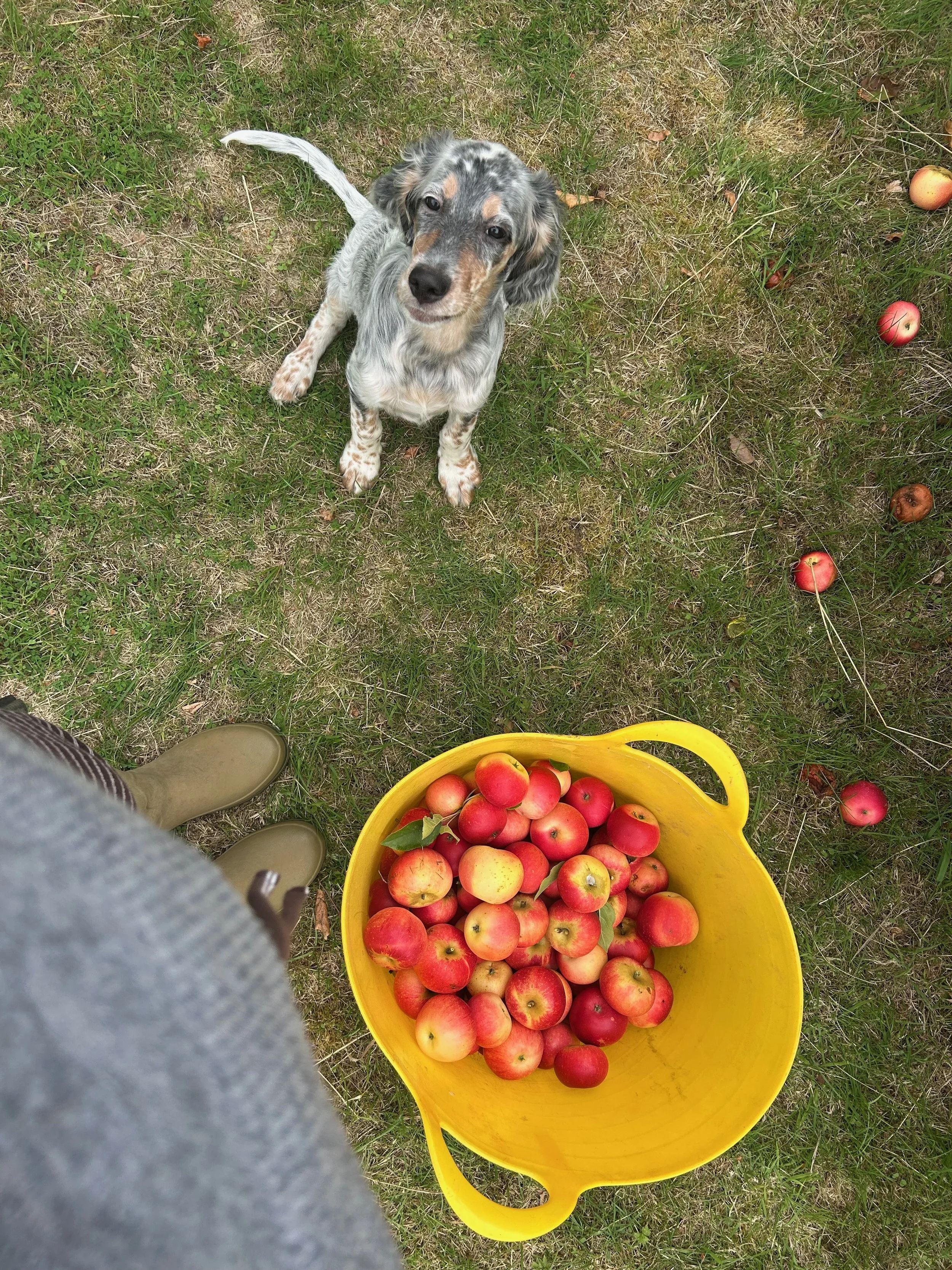 A person stands on grass next to a yellow bucket filled with red and yellow apples, with a small dog sitting on the grass looking up at the camera, and several apples scattered on the ground.