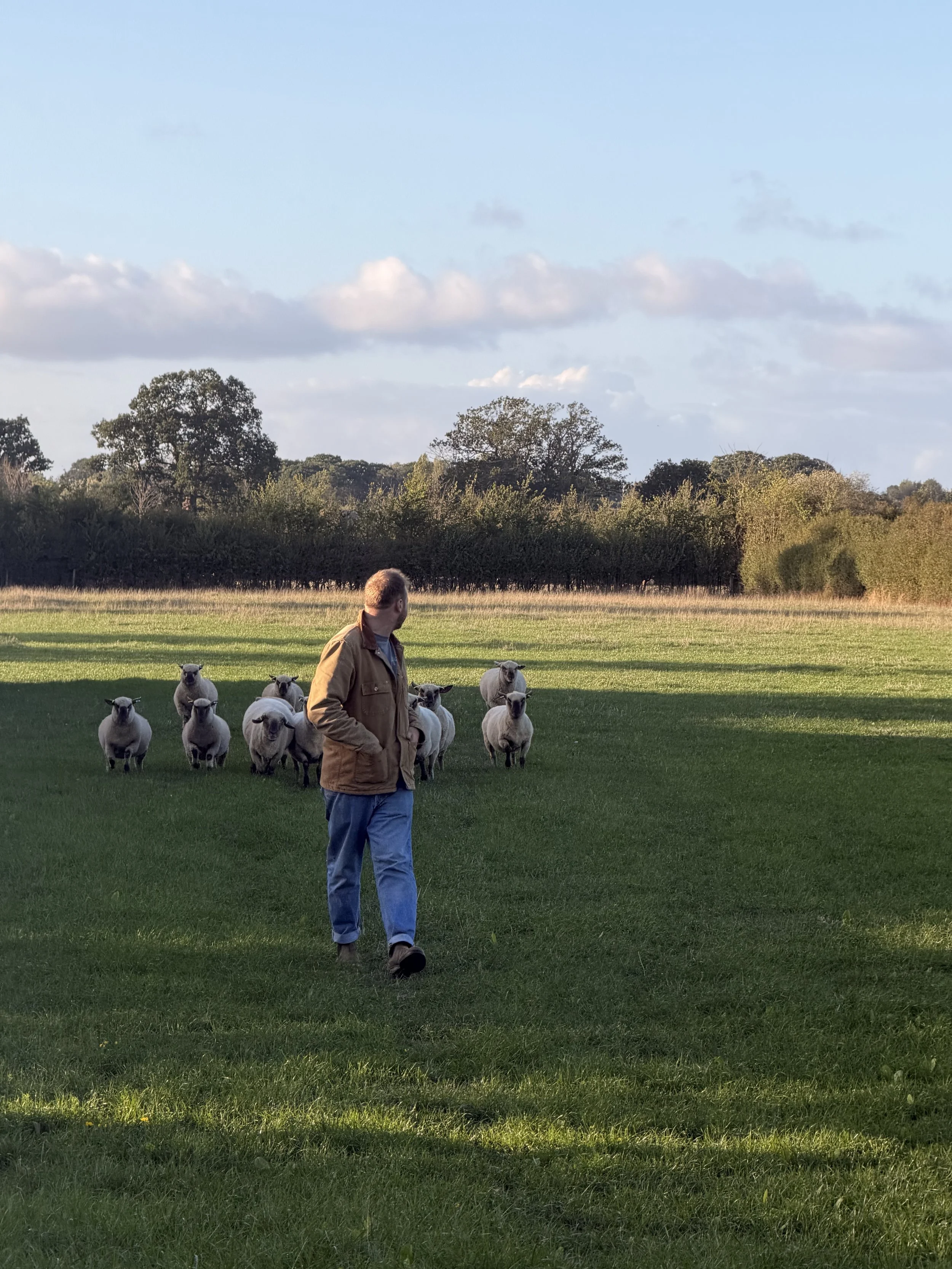 A man in a brown jacket and blue jeans walking through a grassy field surrounded by a flock of sheep, with trees and a partly cloudy sky in the background.