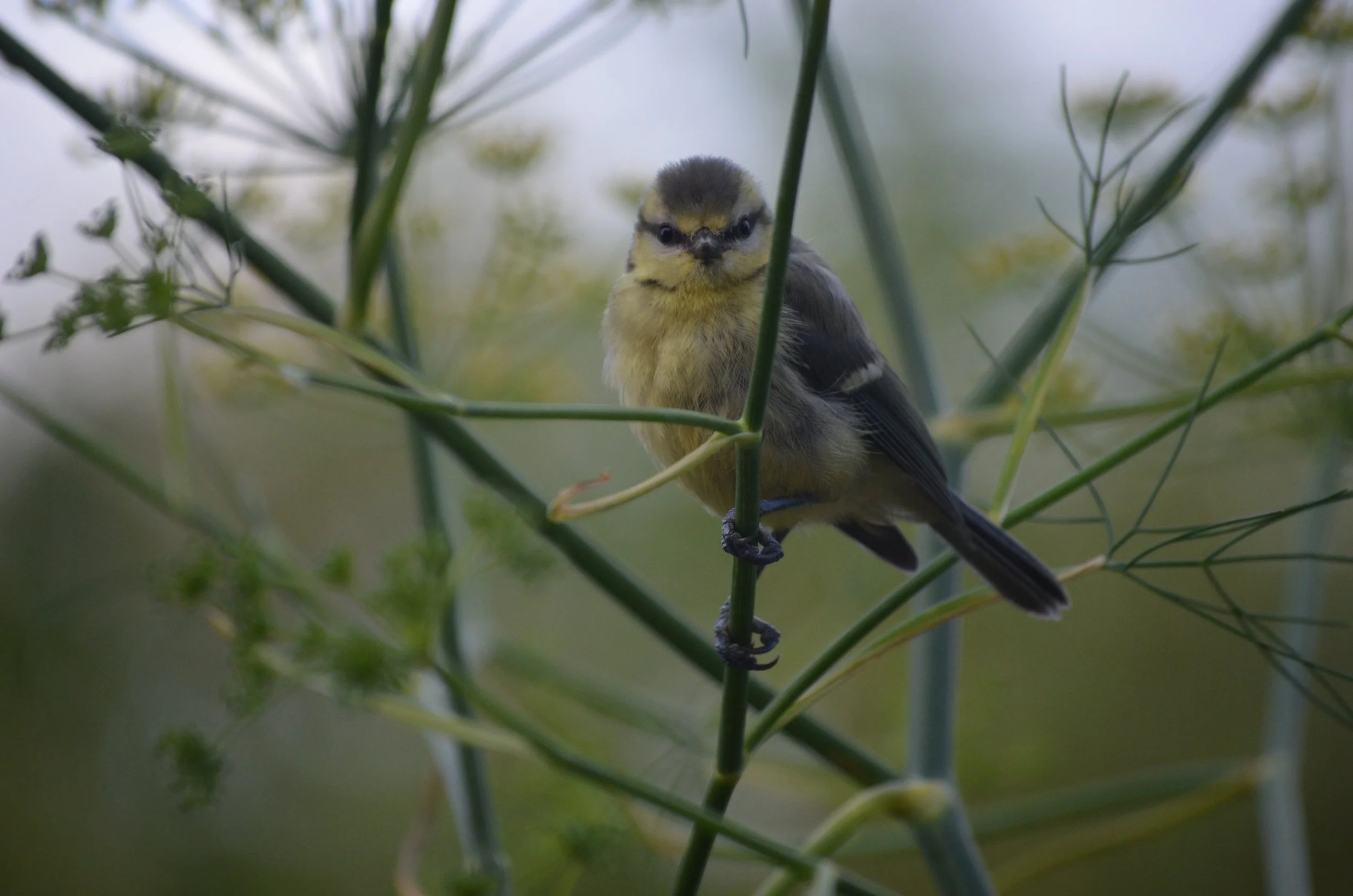 A small chick perched on a thin branch among green foliage, looking directly at the camera.