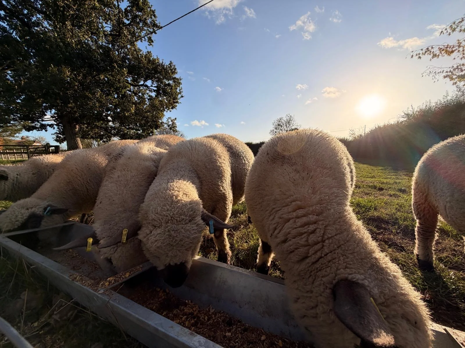 Sheep grazing near a feeding trough in a green field with trees and a fence, during a sunset.