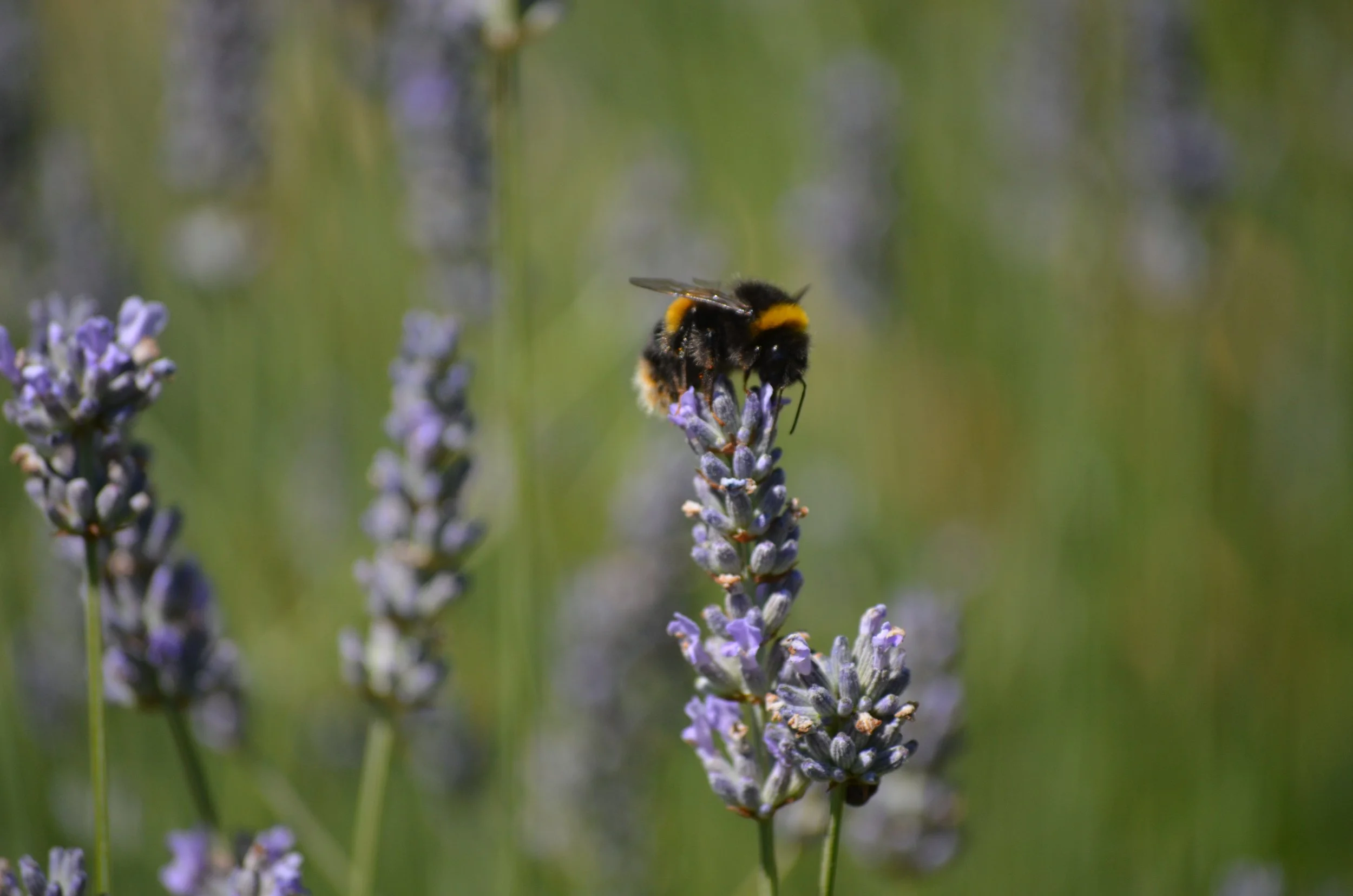 A close-up of a bee with black and yellow markings on a lavender flower, with blurred lavender flowers and green background.