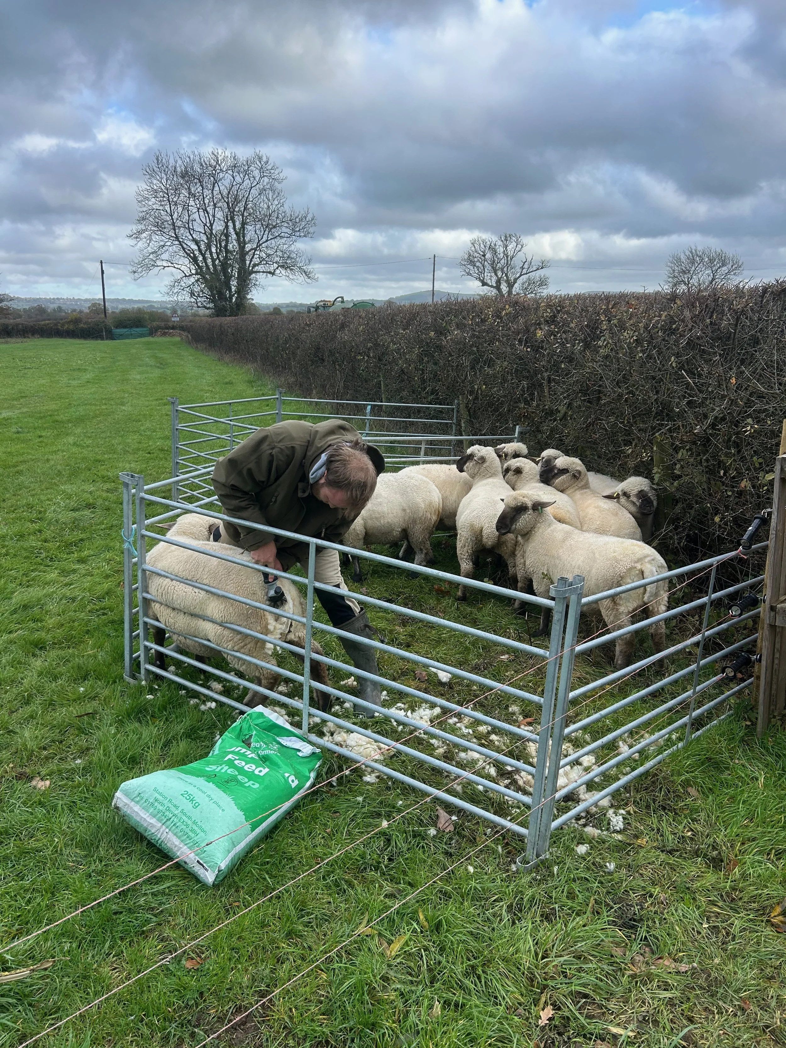 A person tending to a group of sheep inside a small metal fence, with a green feed bag on the grass nearby, in a rural outdoor setting with cloudy sky, trees, and hills in the background.