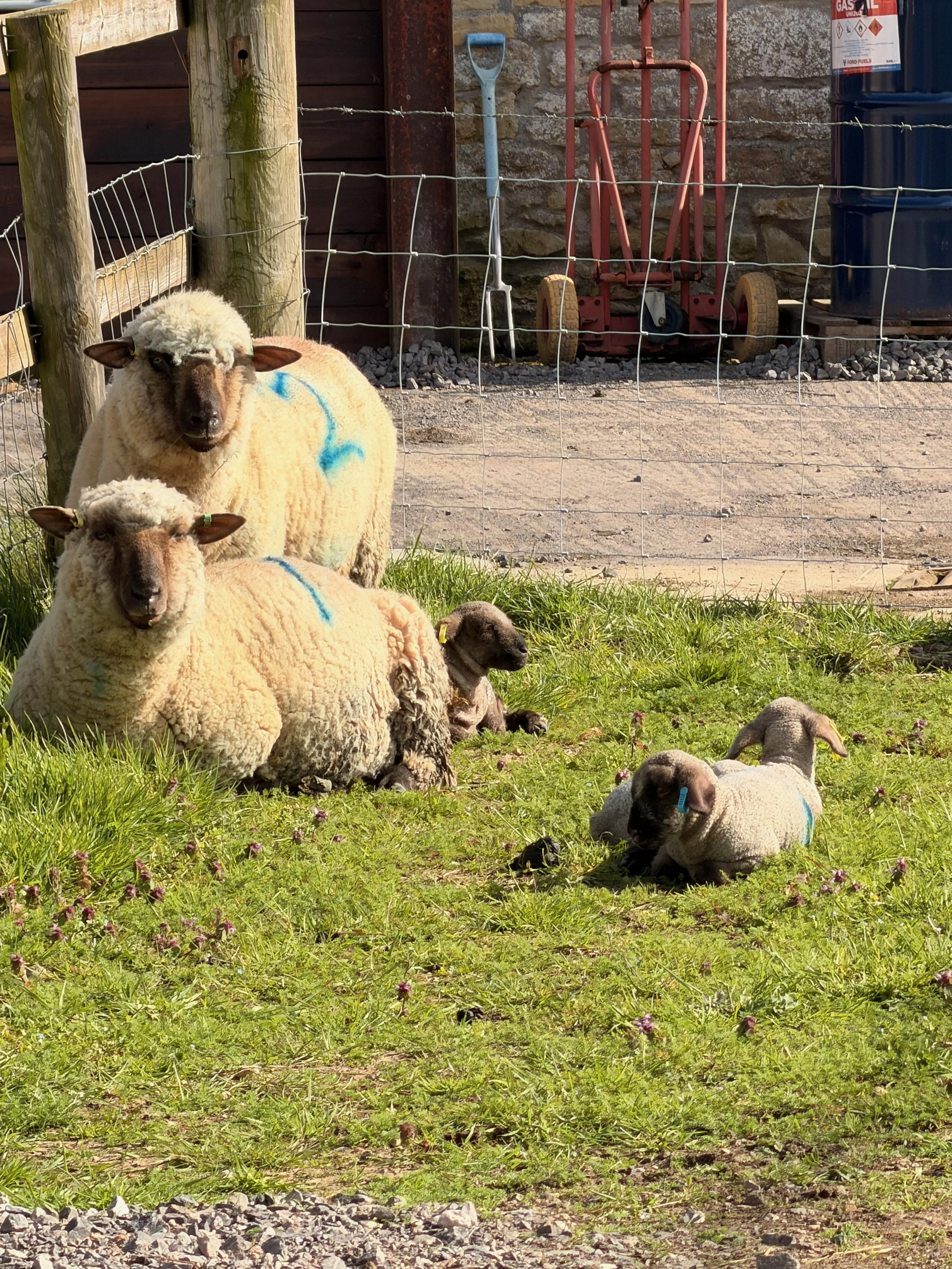 Several sheep lying on the grassy ground in front of a wire fence, with gardening tools, a wooden fence, and stone wall in the background.