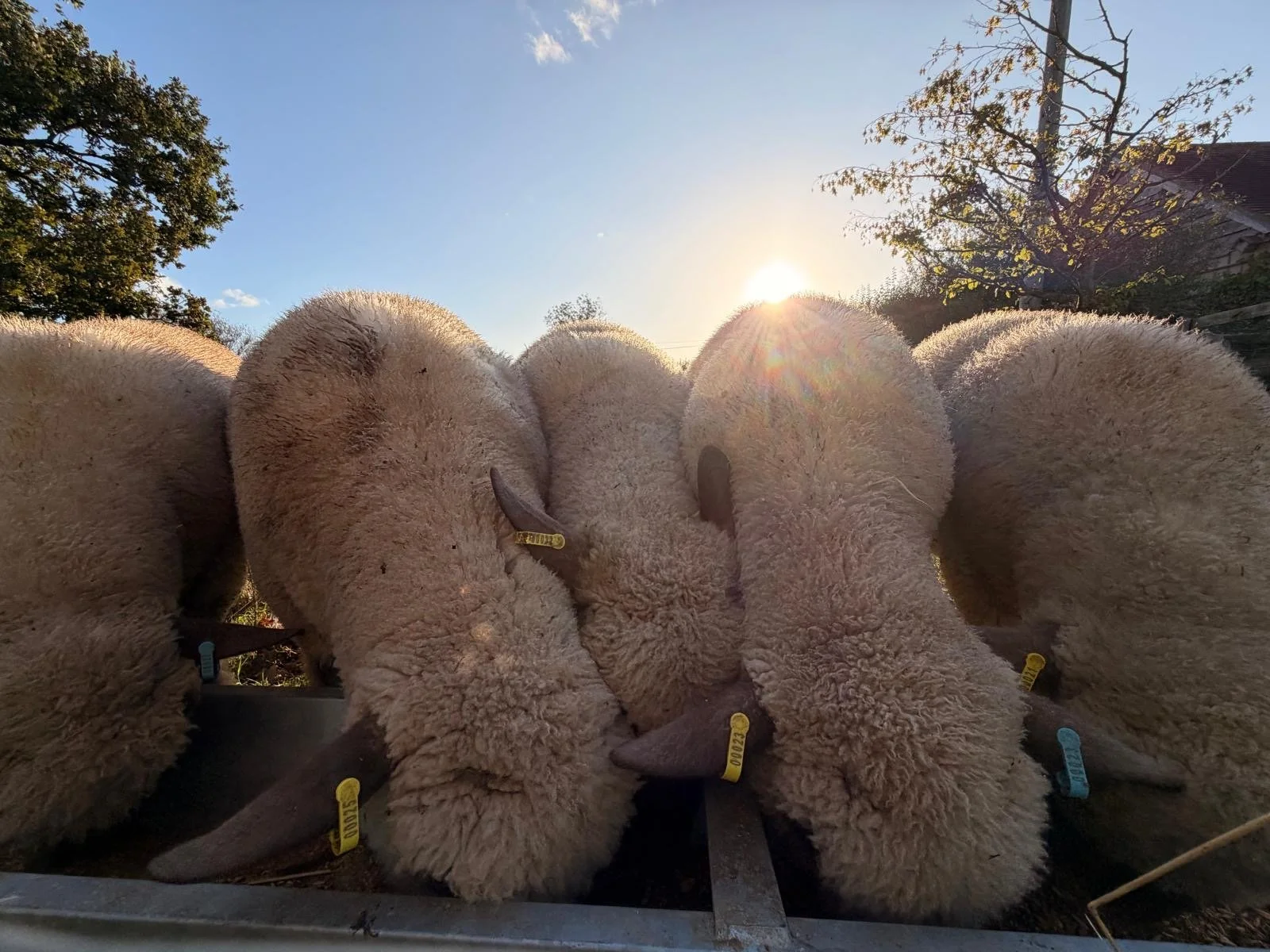 A group of sheep with woolly coats gathered together outdoors during sunset with trees and a house in the background.