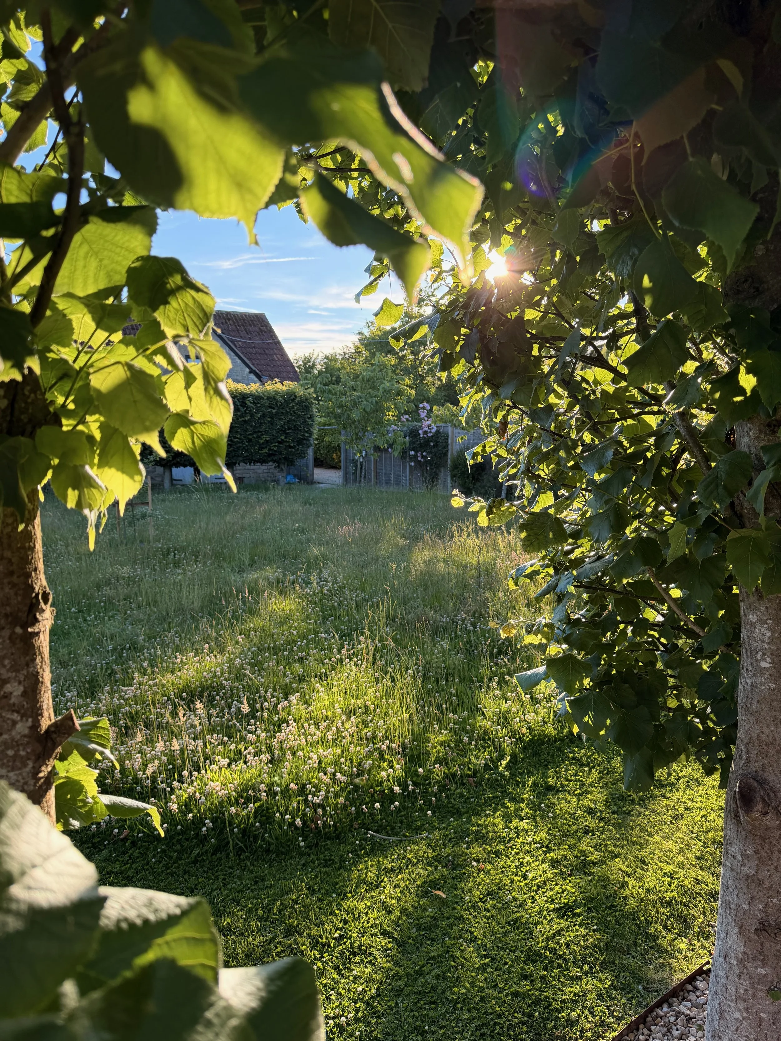 A lush garden scene with green leaves framing the view. The sunlight filters through the leaves, illuminating a grassy yard with small white flowers and a house with a tiled roof in the background. The scene is bathed in warm, late afternoon sunlight