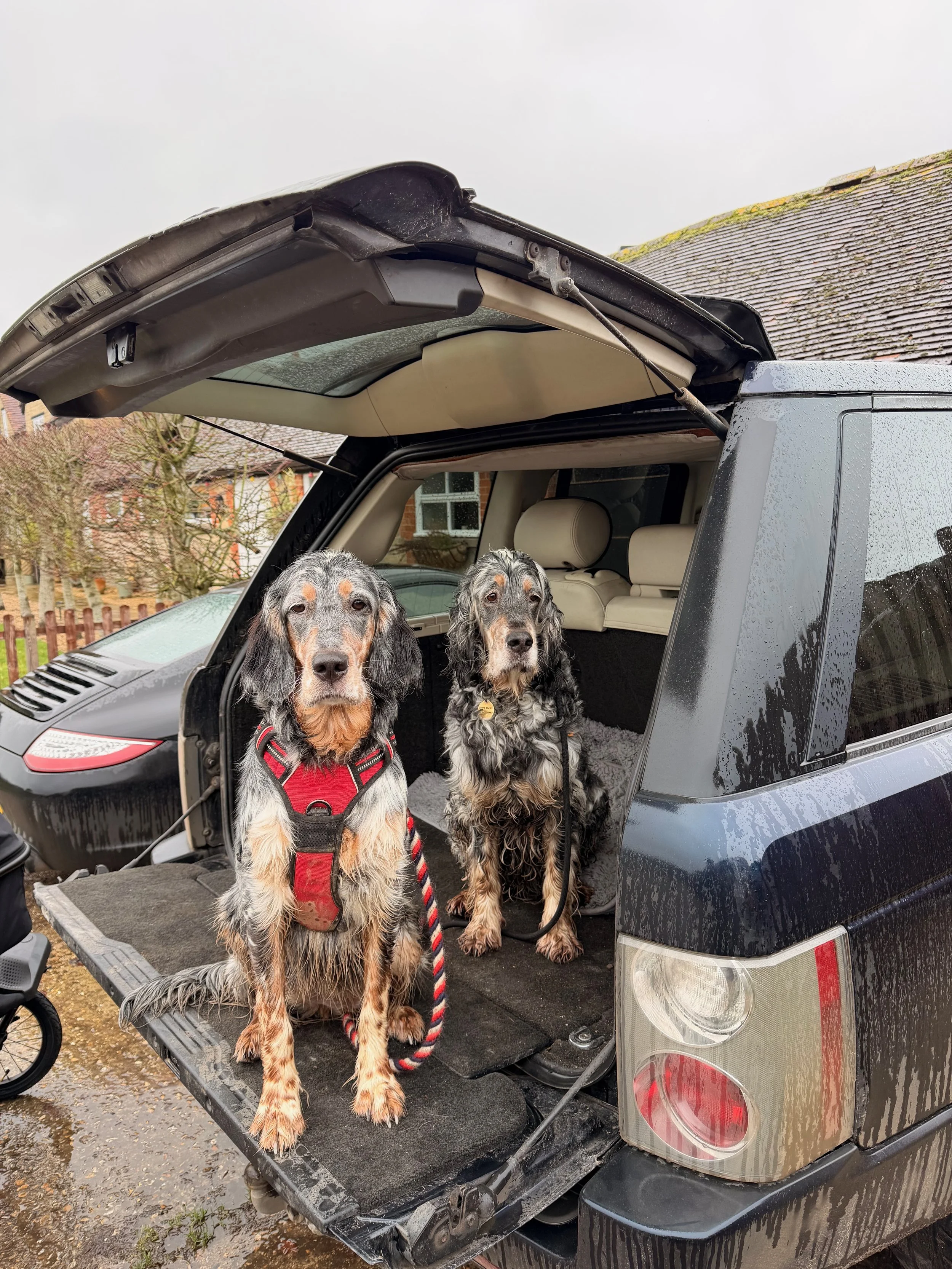 Two dogs sitting in the open trunk of a black SUV, with rain on the vehicle and a residential neighborhood background.