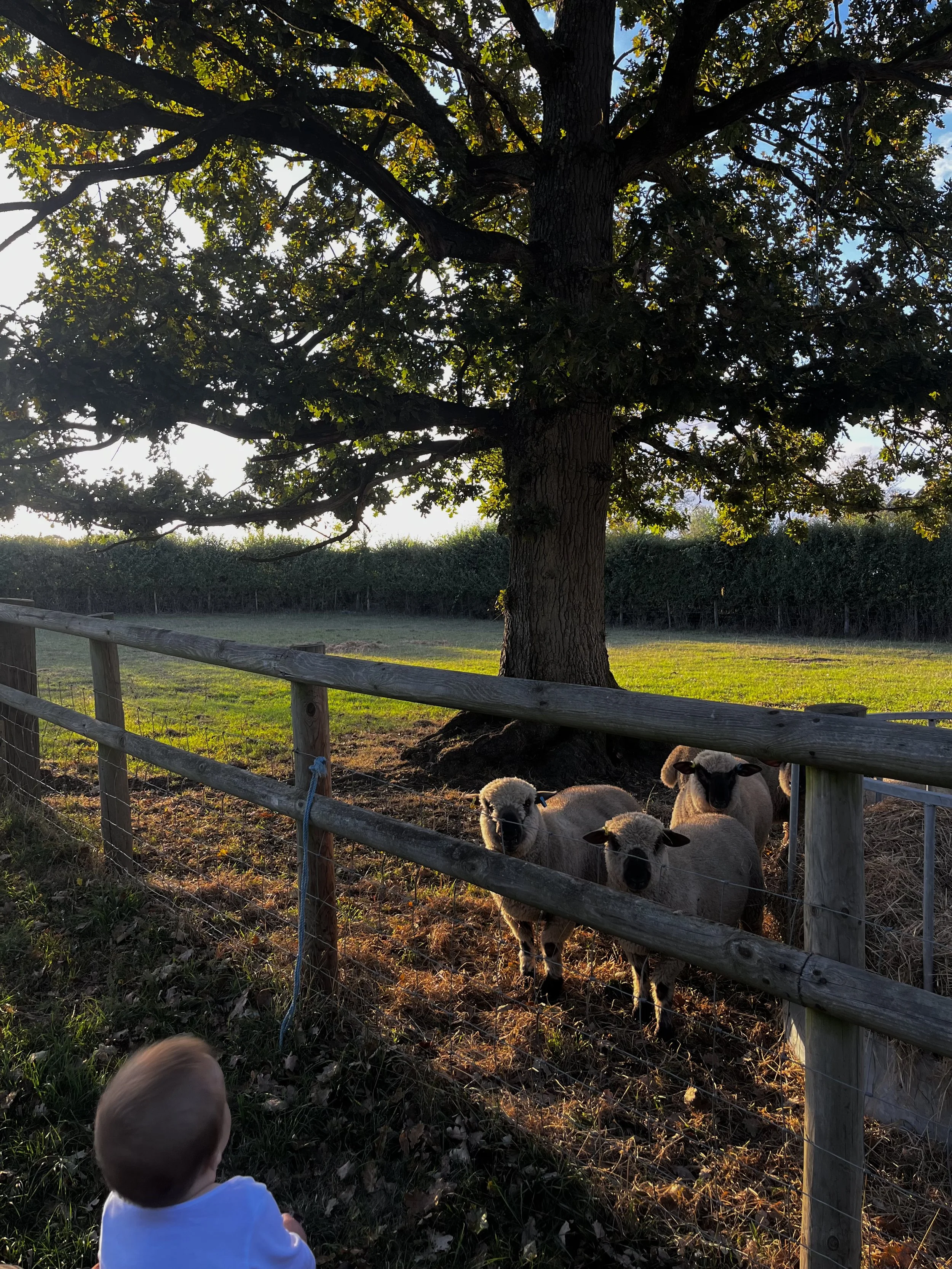 A young child in a white shirt sitting on the grass, looking at a group of three sheep behind a wooden fence in a field with trees and a hedge in the background during sunset.