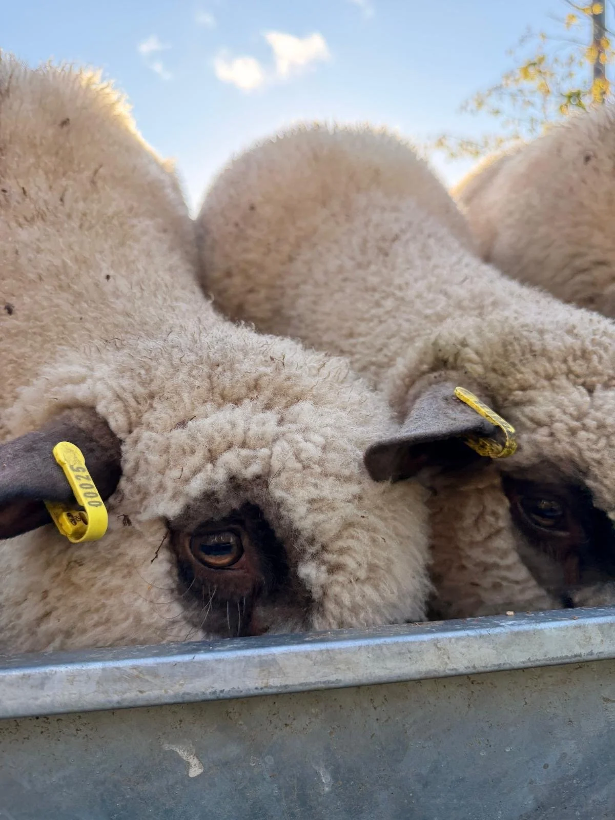 Close-up of two sheep with woolly coats and yellow identification tags on their ears, lying close together in a metal container outdoors, with a blue sky and some clouds in the background.