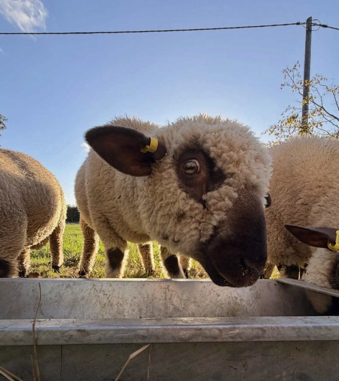 Close-up of a sheep's face with a curious expression, grazing at a farm.