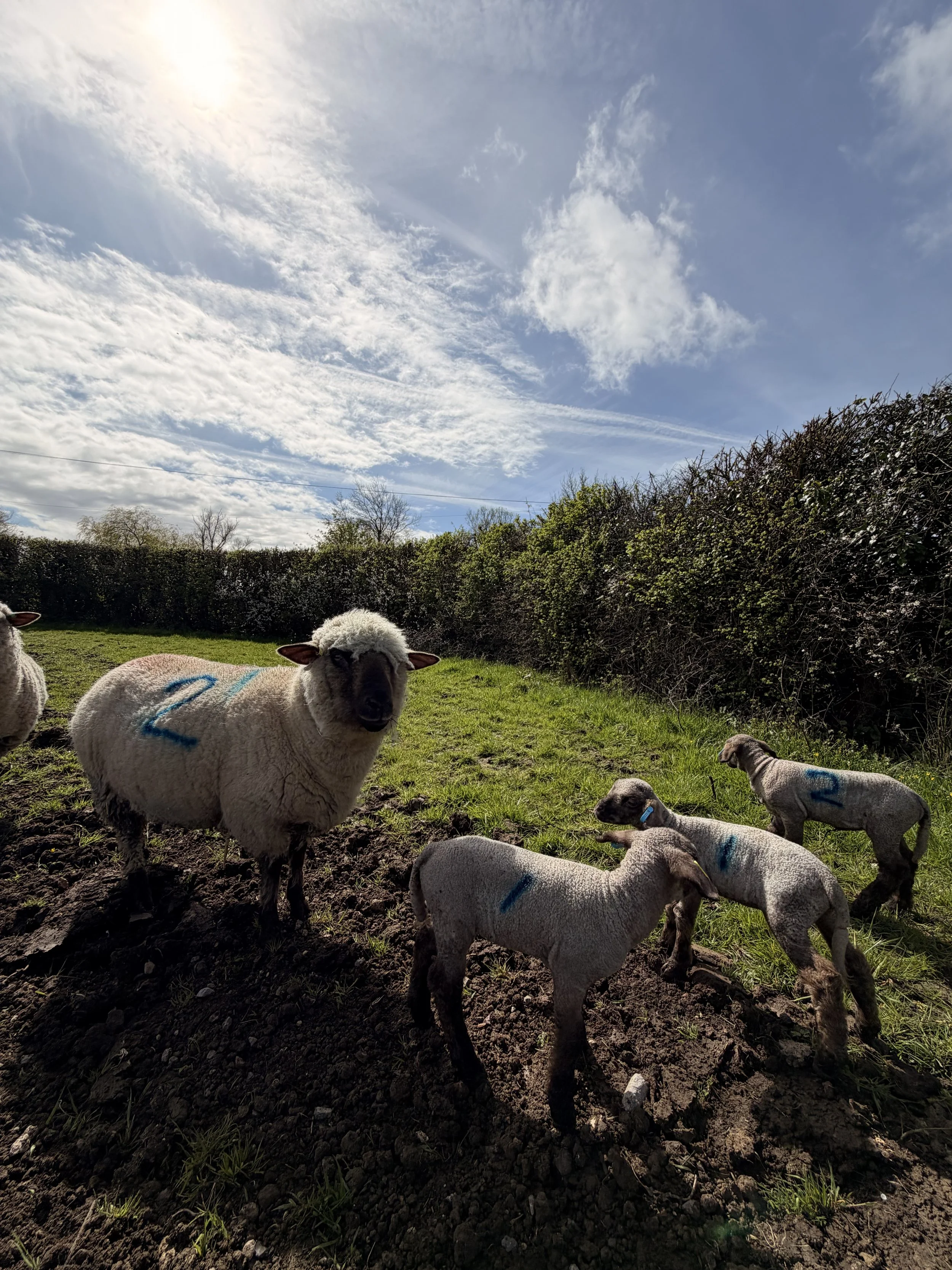 Several sheep with numbered markings grazing in a field under a partly cloudy sky.