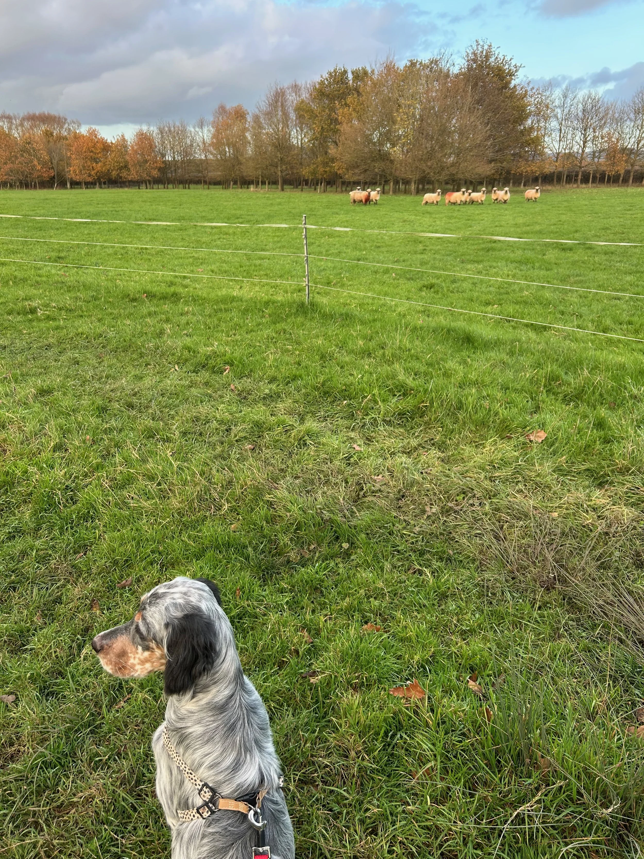 Dog sitting on the grass in a field with sheep and trees in the background under a cloudy sky.