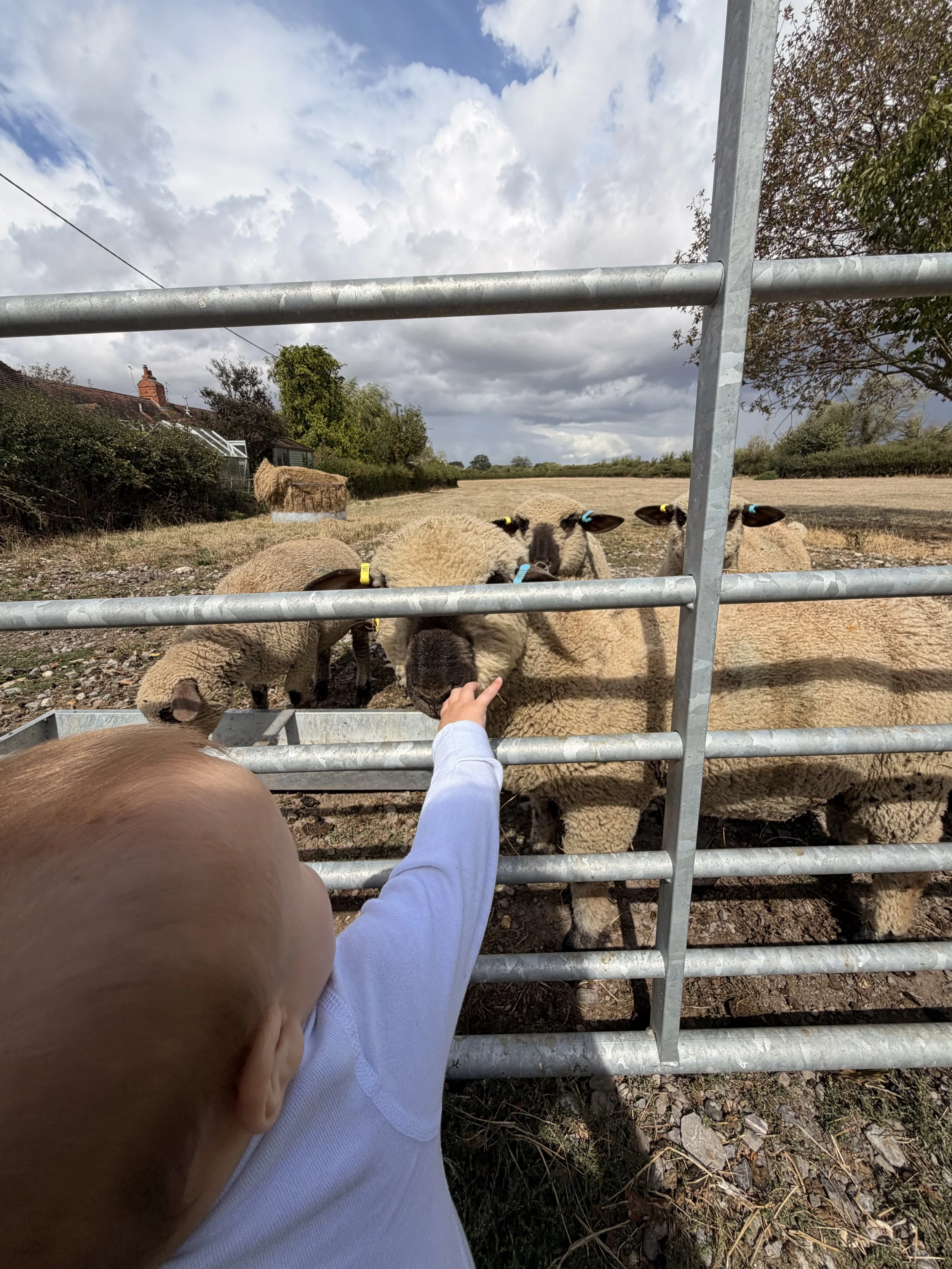 Children feeding sheep through metal fence in outdoor farm setting with cloudy sky.