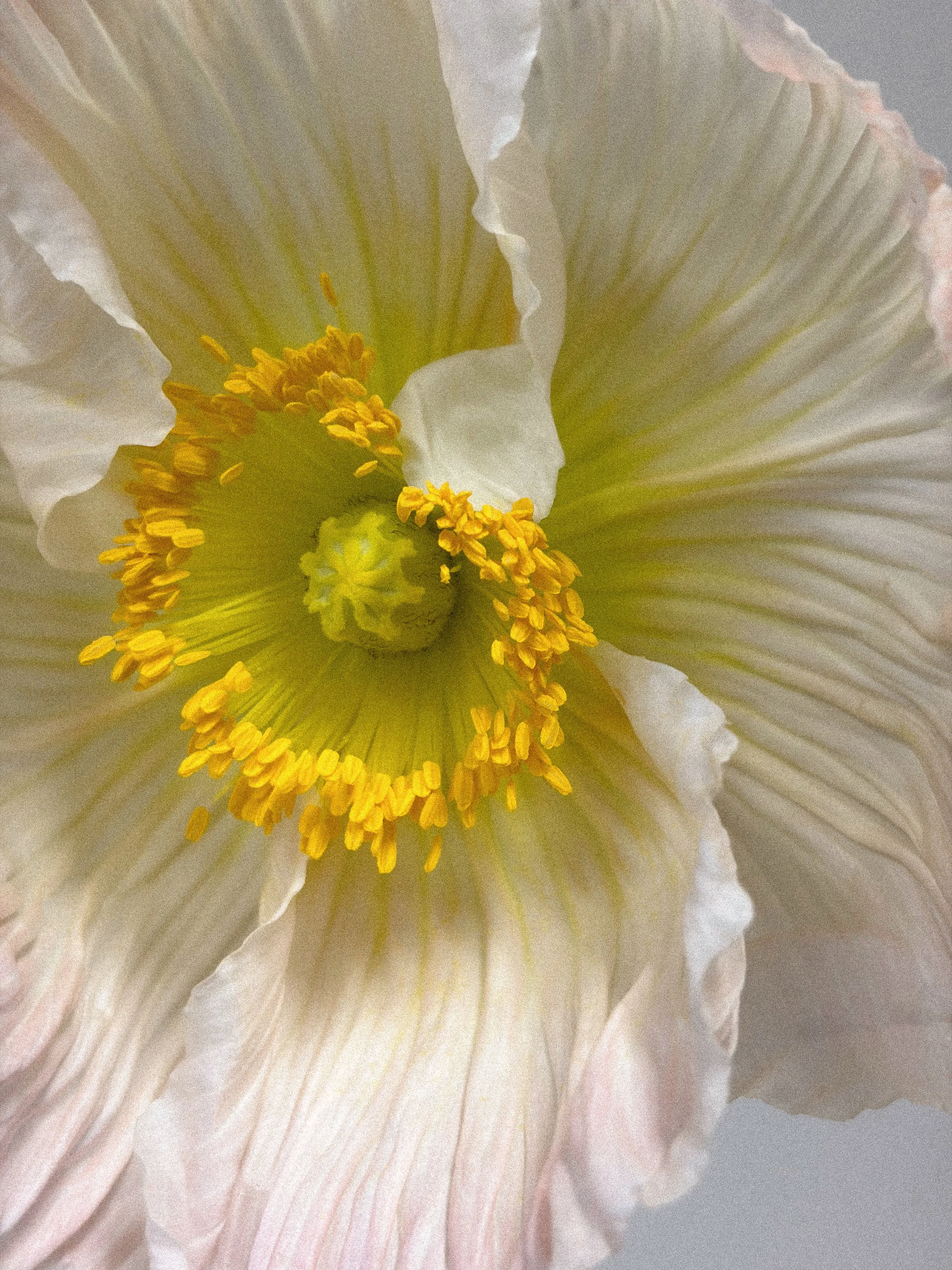 Close-up of a white flower with yellow and green reproductive parts in the center, showing delicate petals and fine textures.