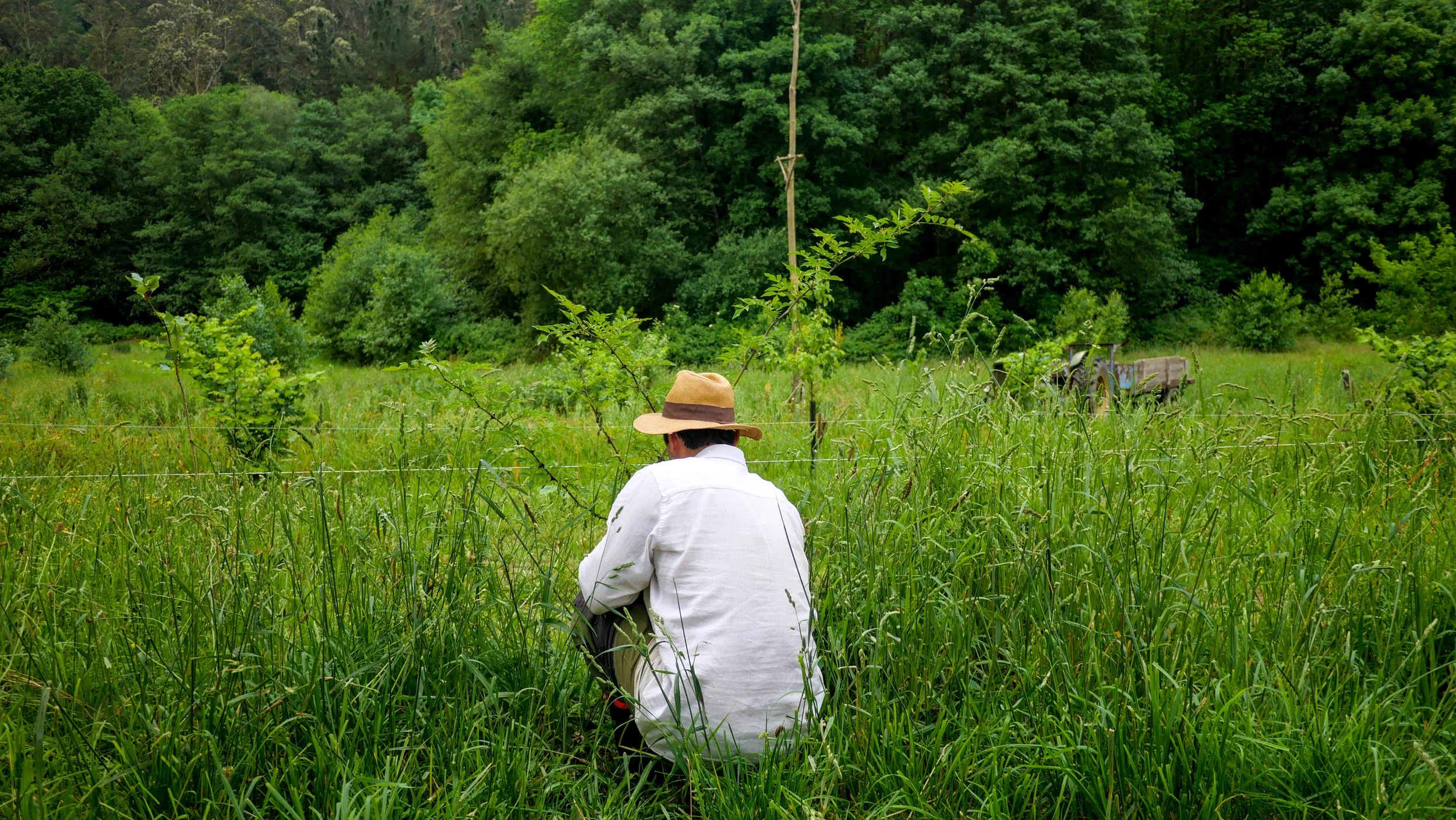 A person wearing a wide-brimmed hat and white shirt is sitting in a lush green field of tall grass and plants, facing towards a wooded hillside with trees and a utility pole. A tractor is visible in the distance on the right.
