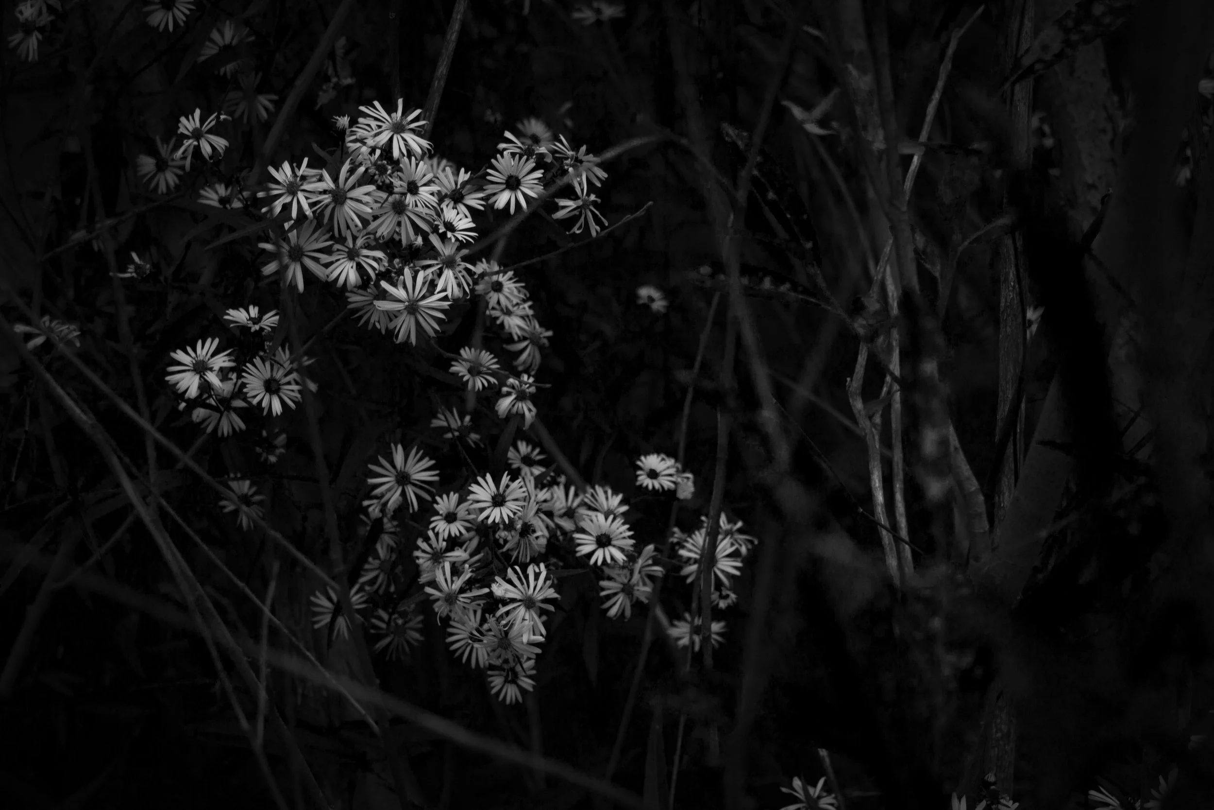 _MG_2644.jpg