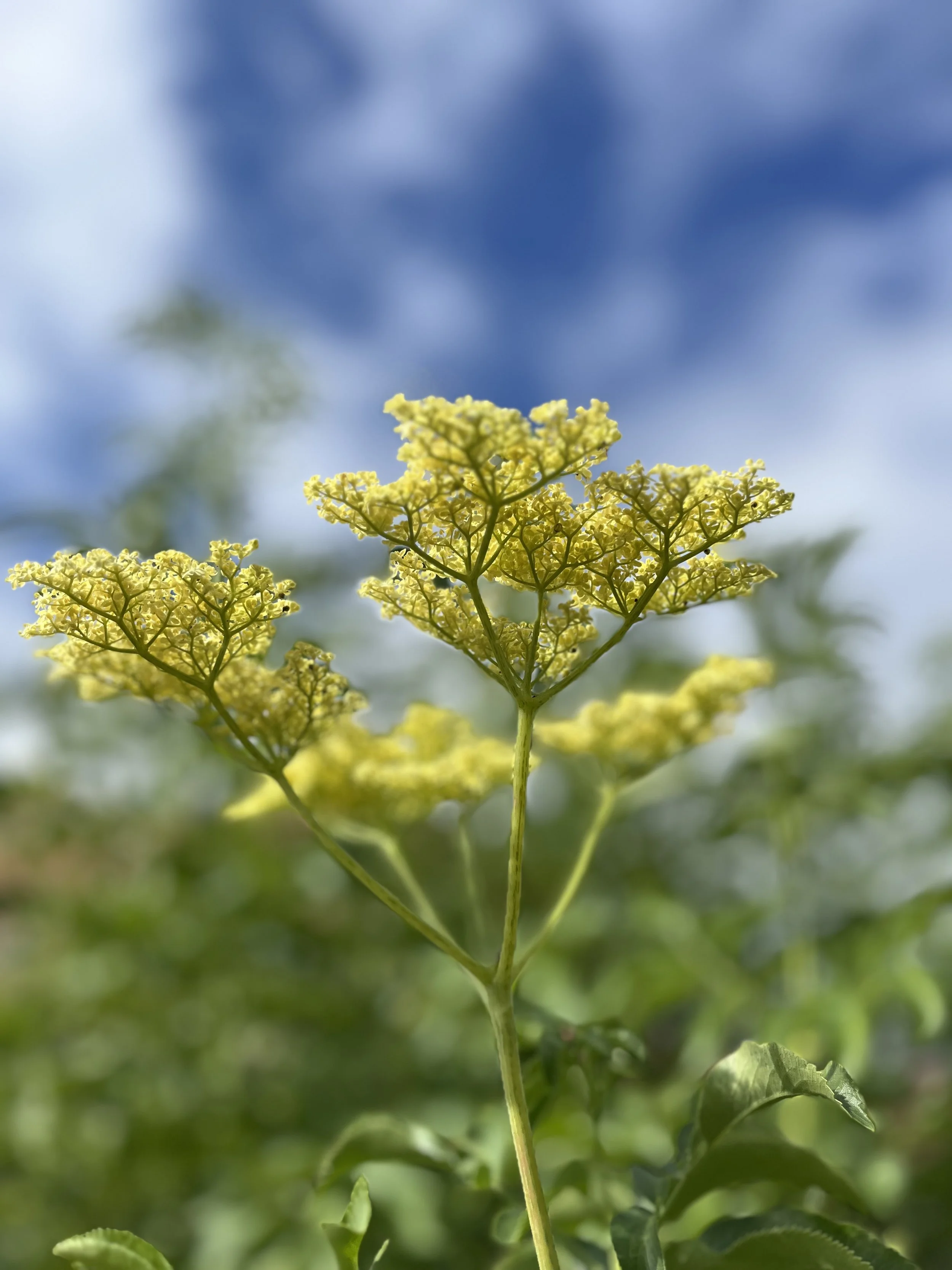 Close-up of yellow flowering plant against a blurred background of blue sky and green leaves.