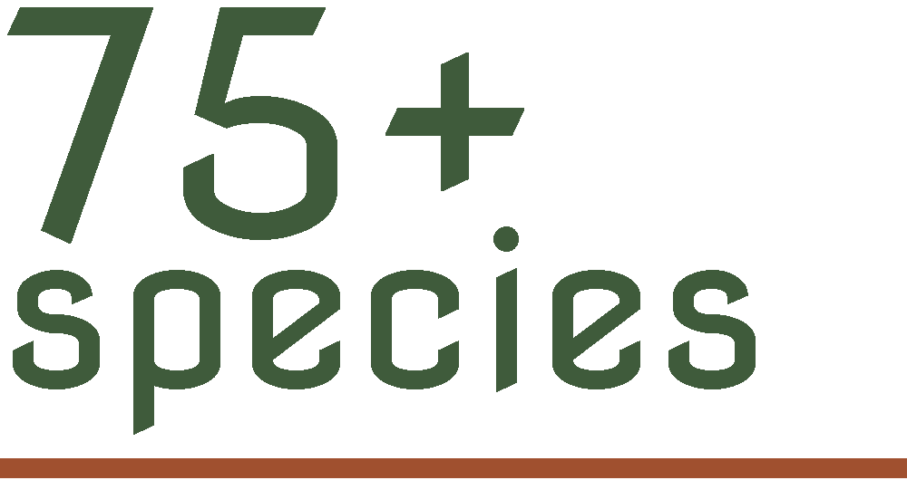 Text graphic with large green text stating "75+ species" on a black background, with a thin brown line at the bottom.