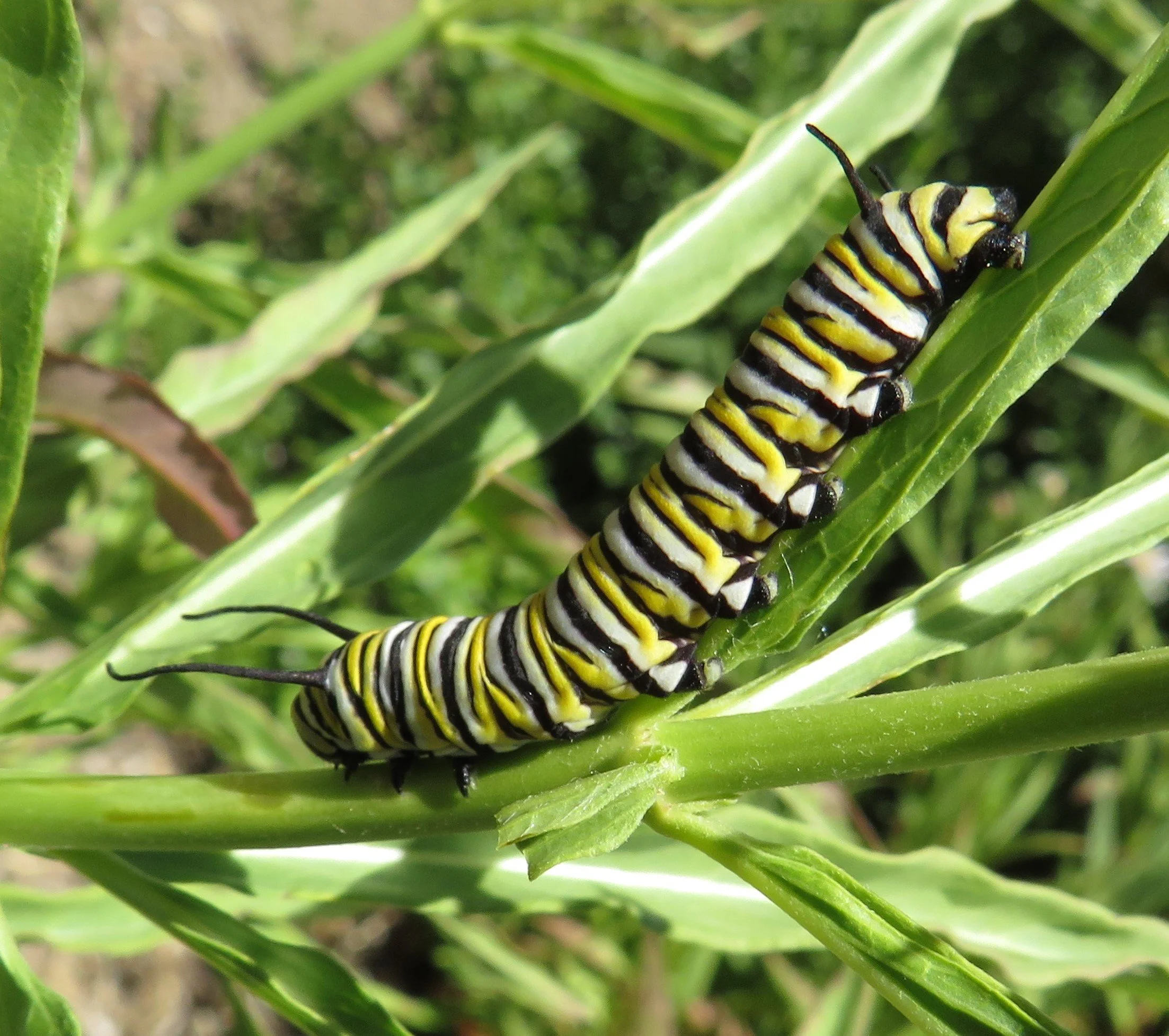 Monarch on milkweed