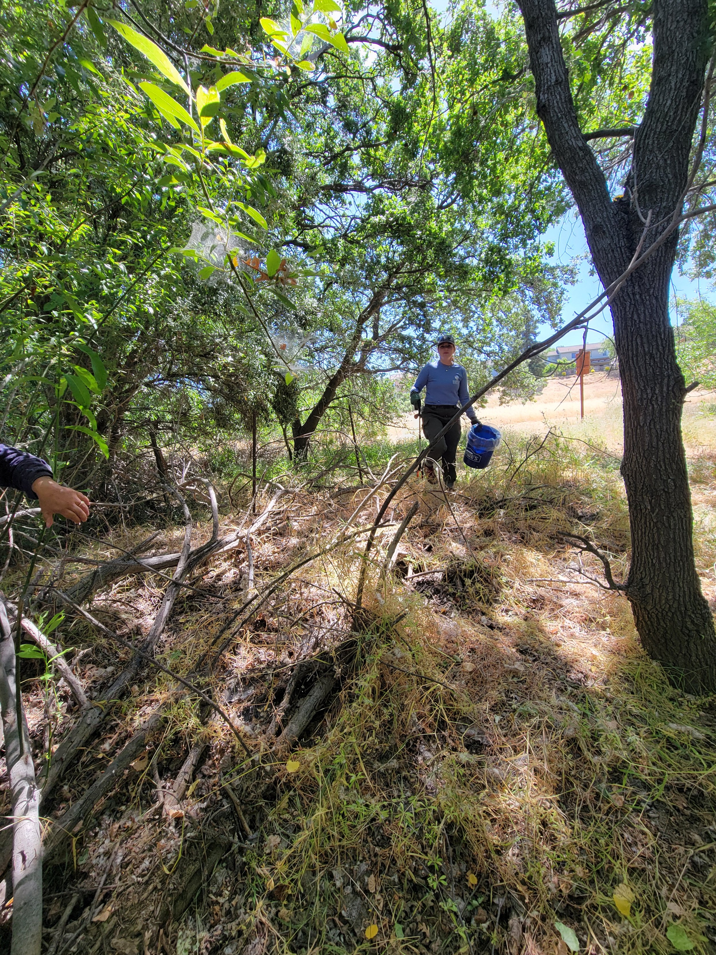 Creek clean up by bat box