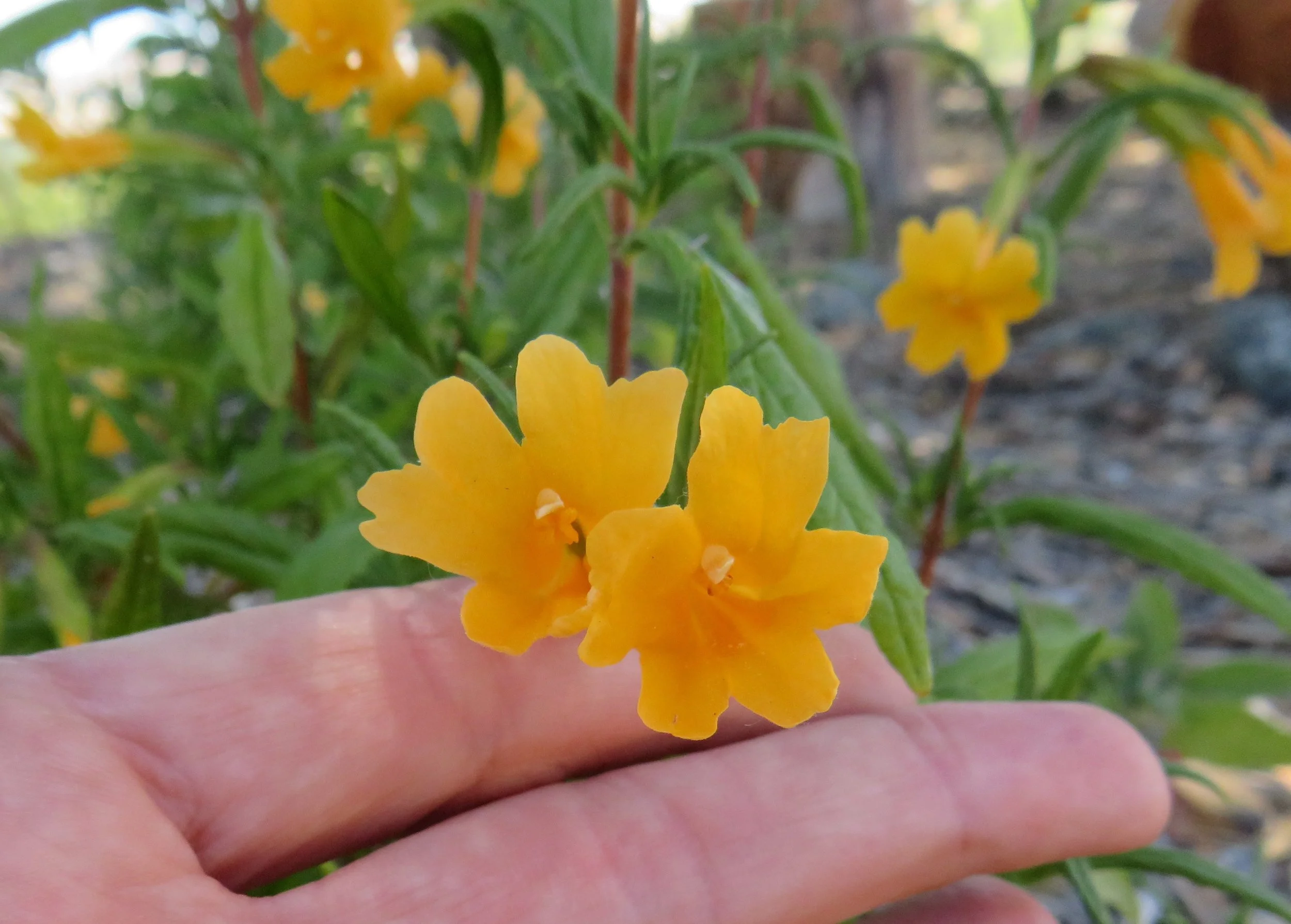 Sticky Monkey Flower