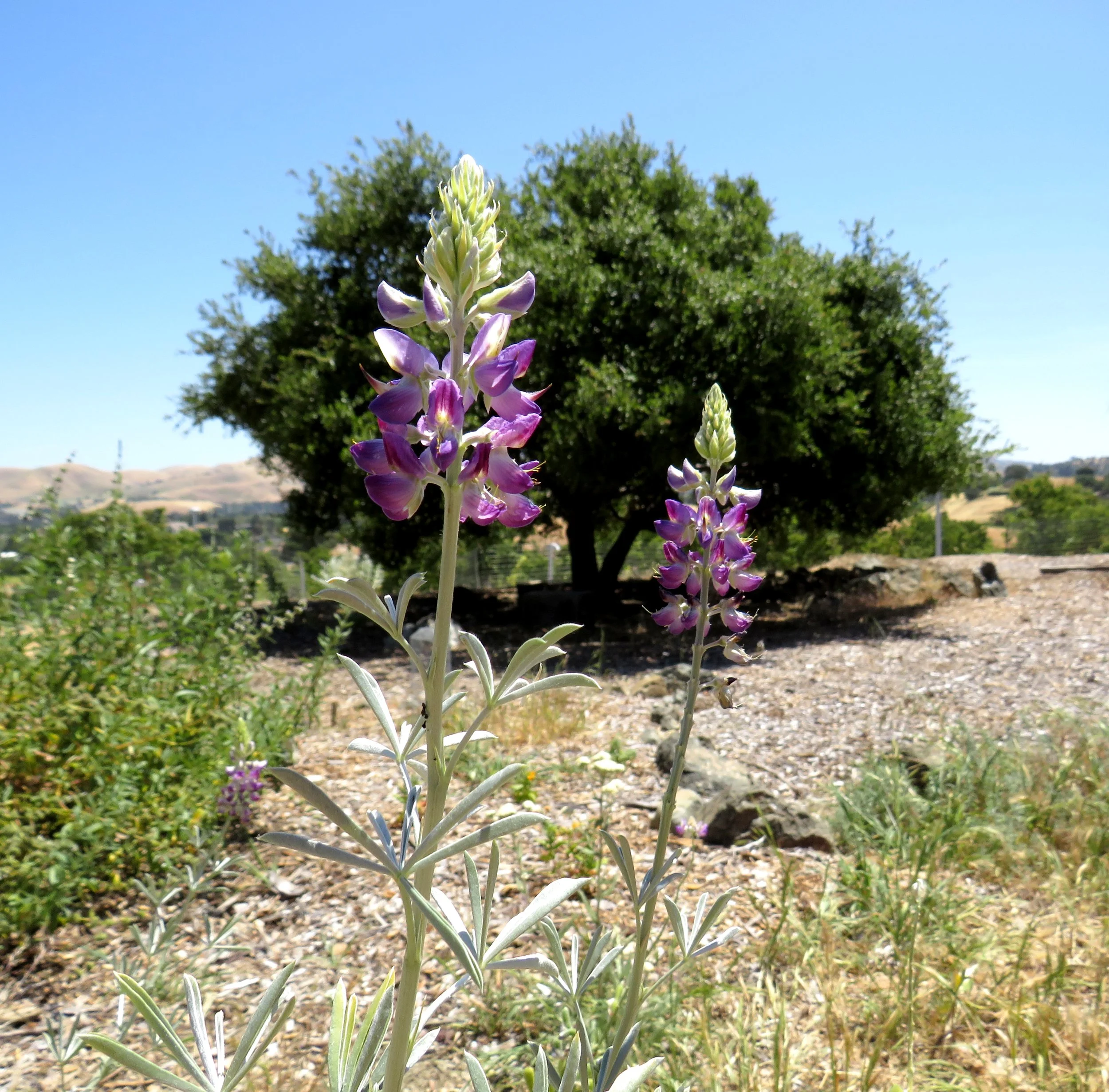 Lupine in garden