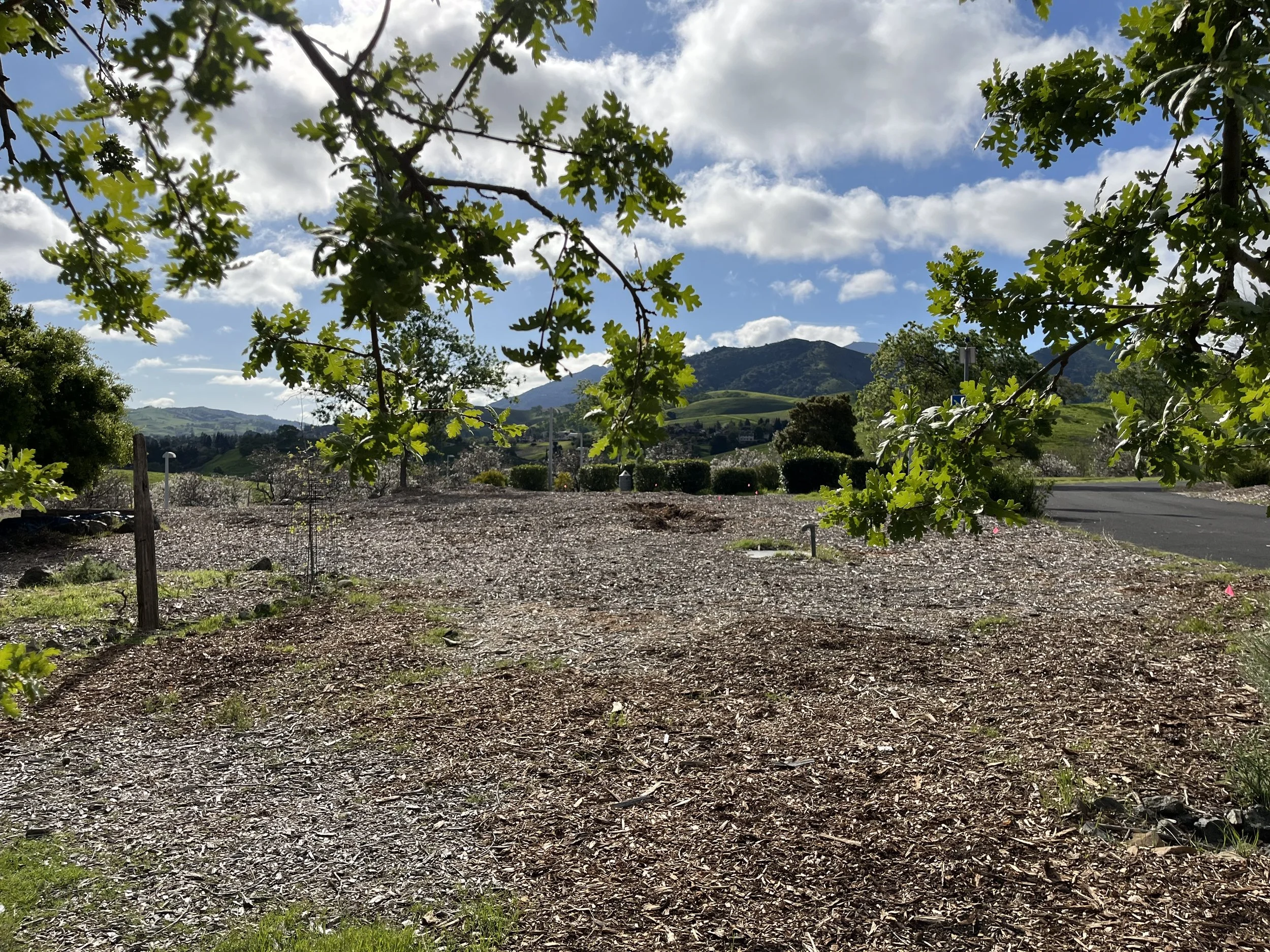 View of Mt Diablo from garden