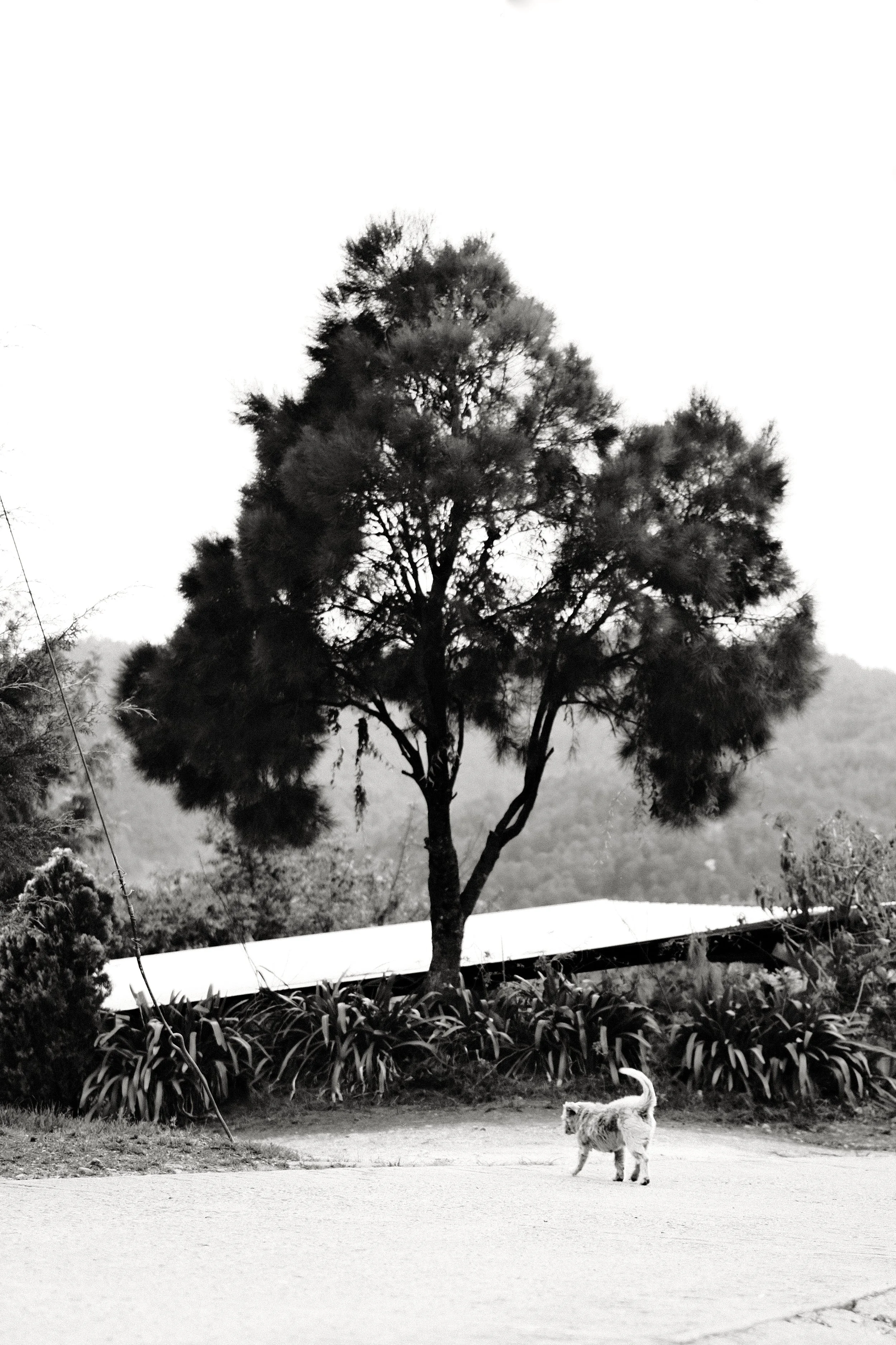 Extract from Book 1. Mexico