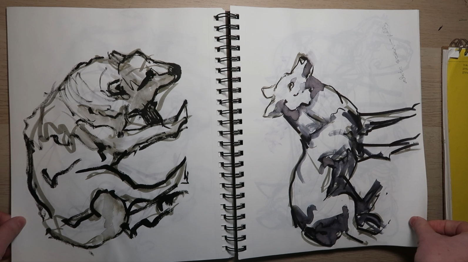 animalsketchbook_45s_callistahooper.png