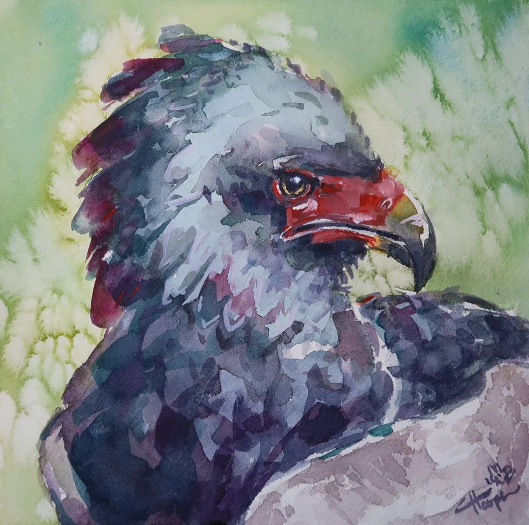 bateleureagle_endangered03_callistahooper.jpg