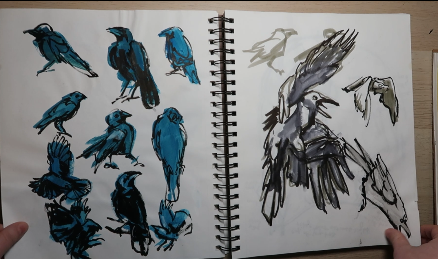 animalsketchbook_24s_callistahooper.png