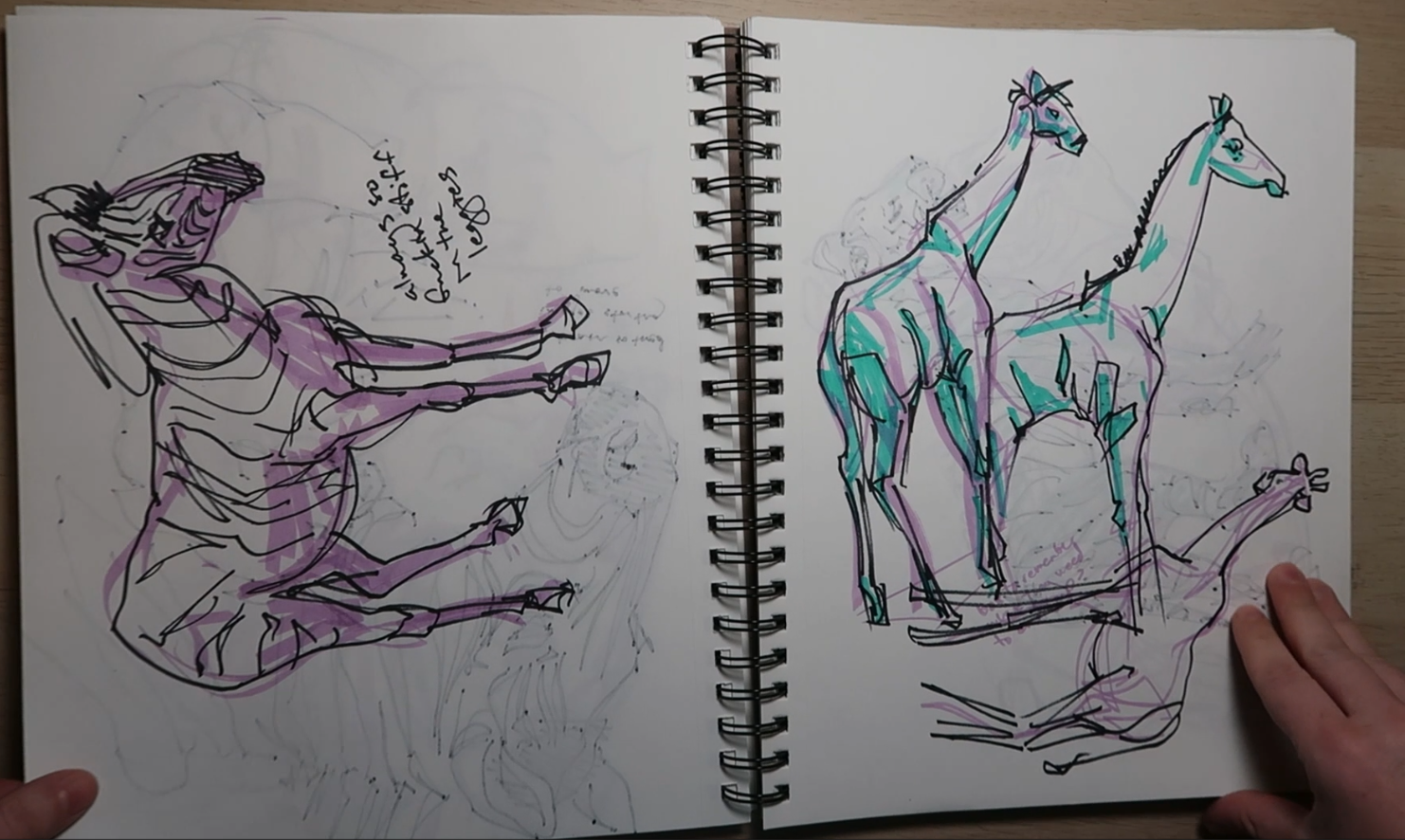 animalsketchbook_76s_callistahooper.png