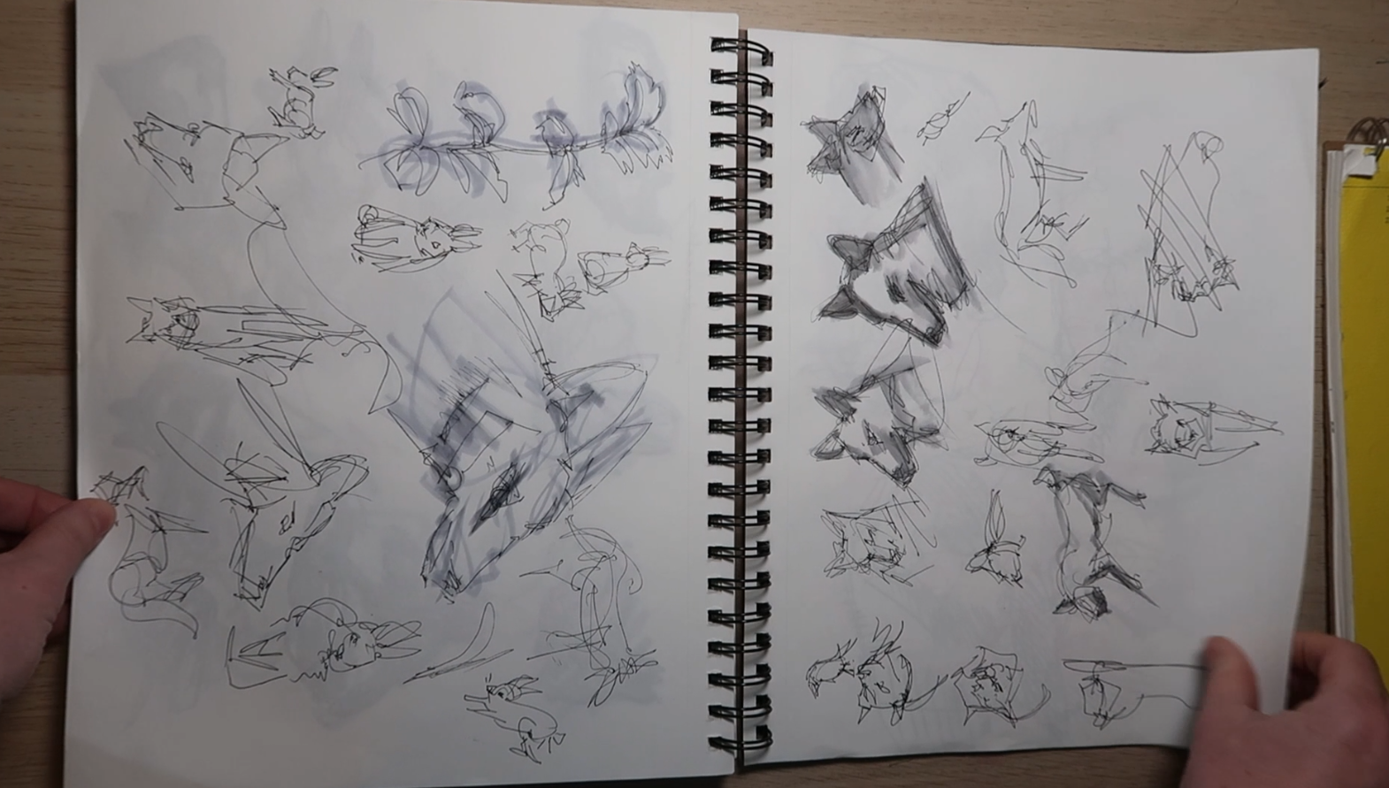 animalsketchbook_168s_callistahooper.png
