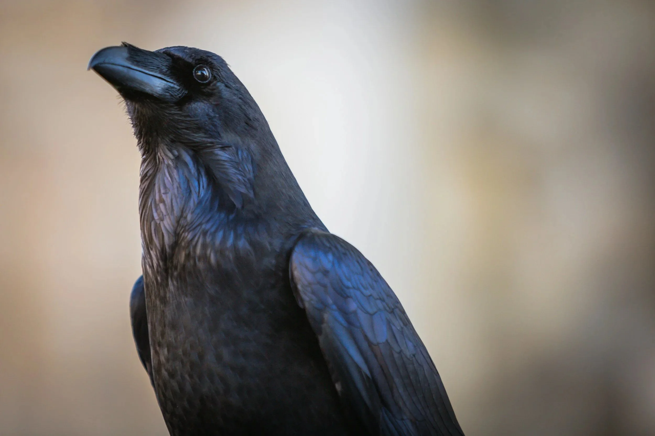 Close-up of a black raven, with detailed feathers and a prominent beak, against a neutral background.