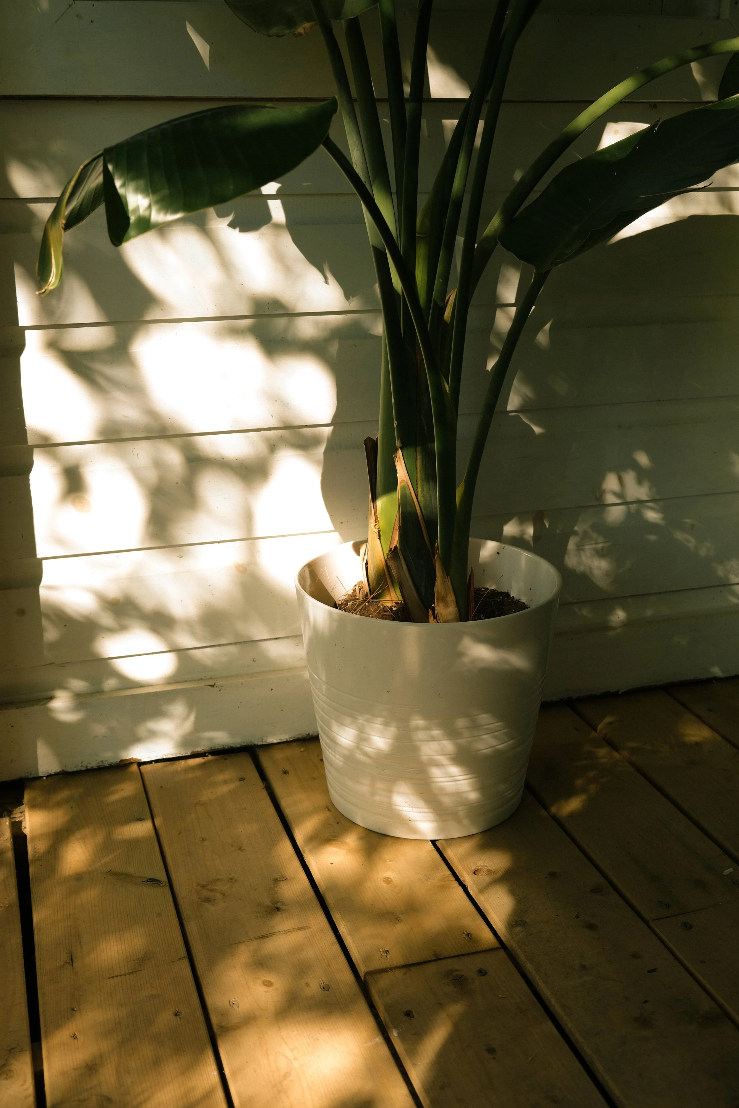 A potted plant with large green leaves sitting on a wooden deck, with sunlight casting shadow patterns on the white wall behind it.