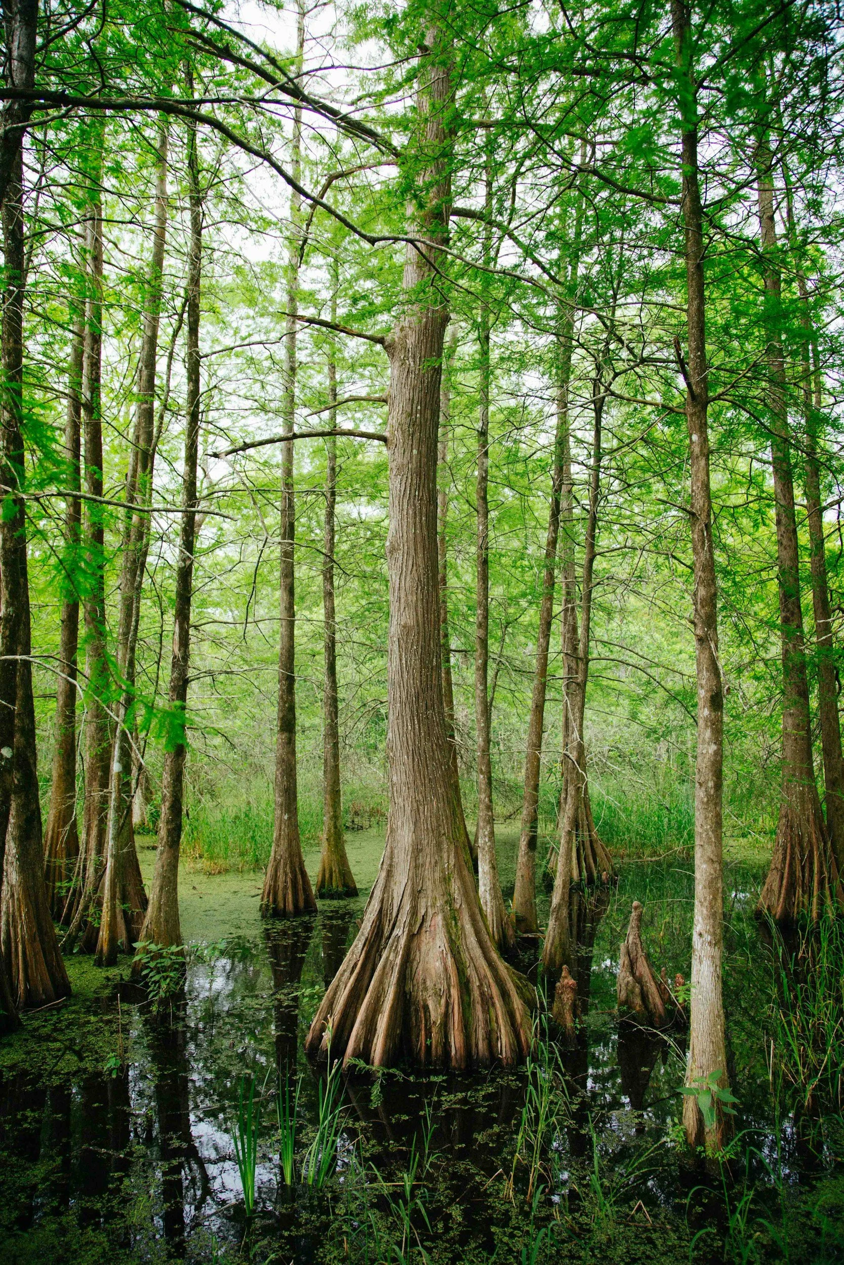 A swamp with tall cypress trees, submerged in water with green algae, and dense green foliage in the background.