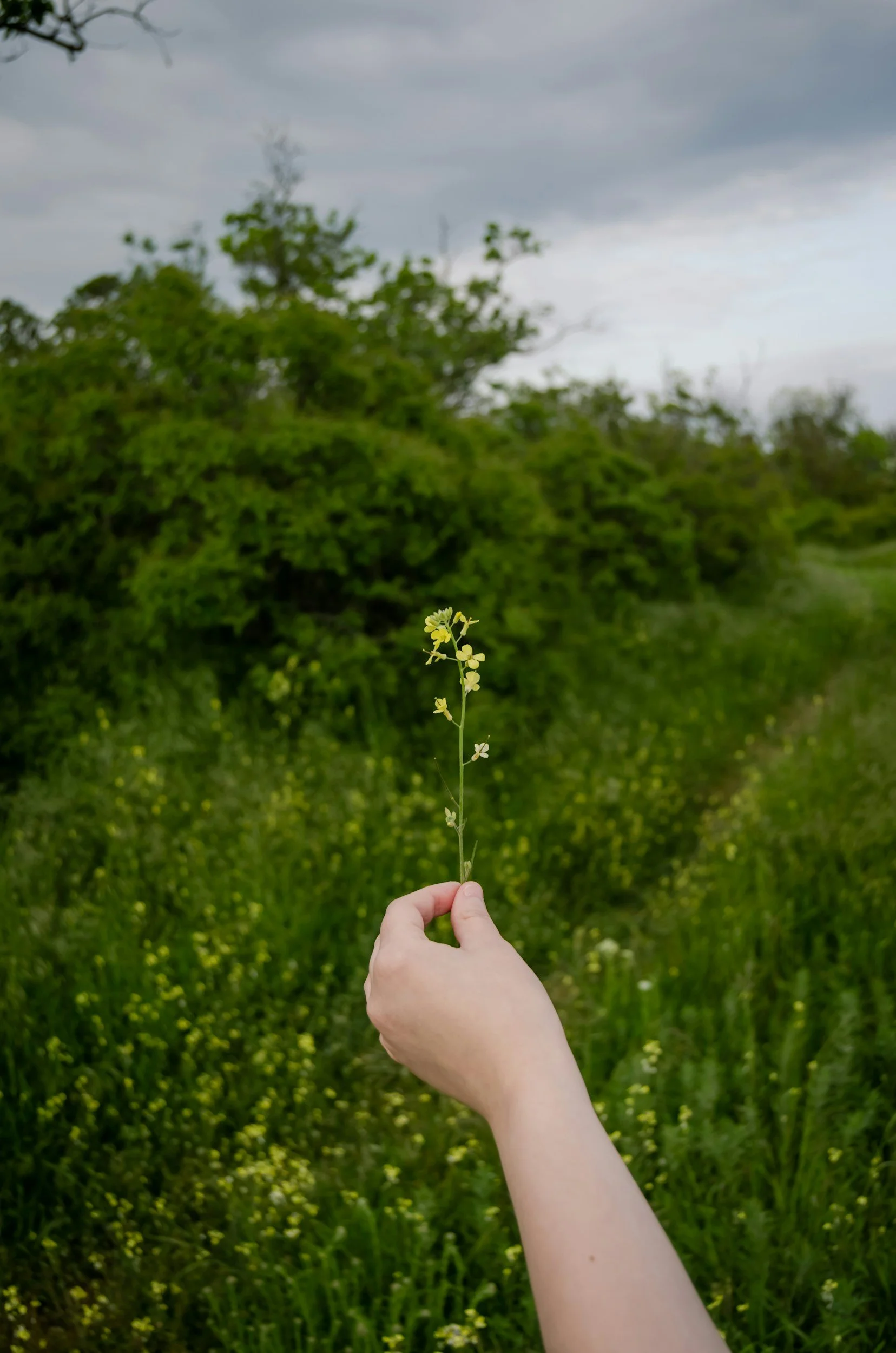 A person holding a tall, thin yellow flower with a background of green shrubs and a cloudy sky.