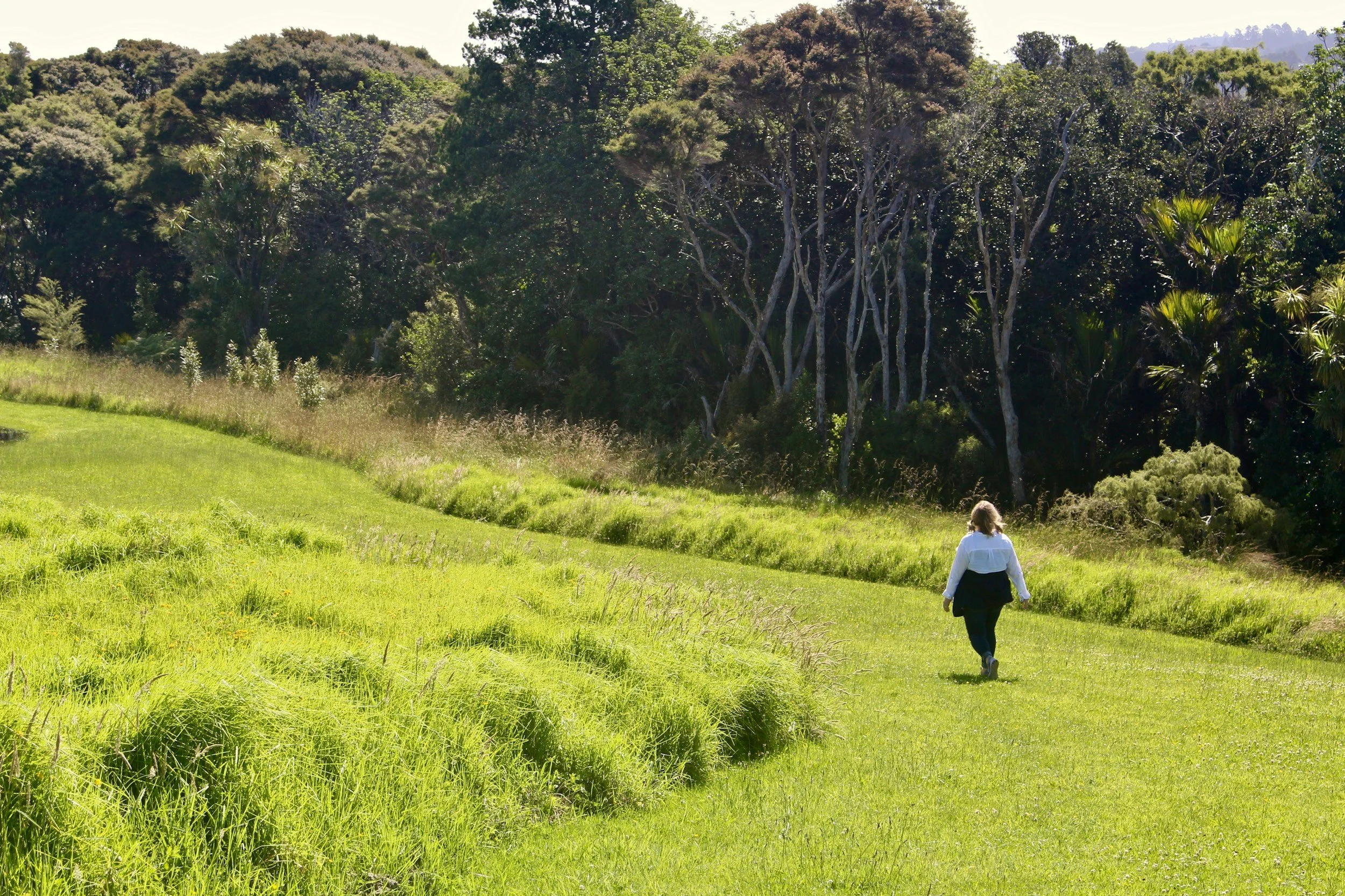 A person walking through a lush green field towards a dense forest with trees and foliage on a sunny day