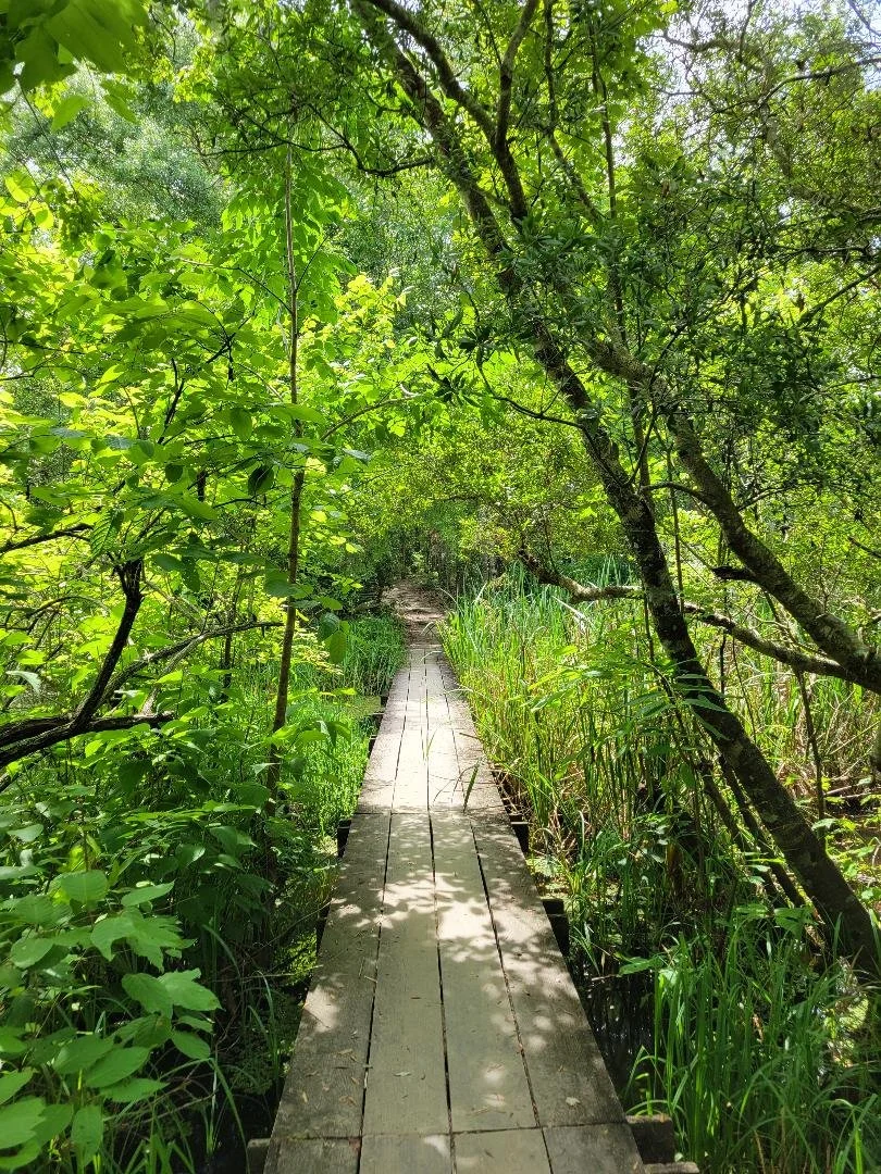 A narrow wooden footbridge winding through lush green trees and tall grass in a dense forest.