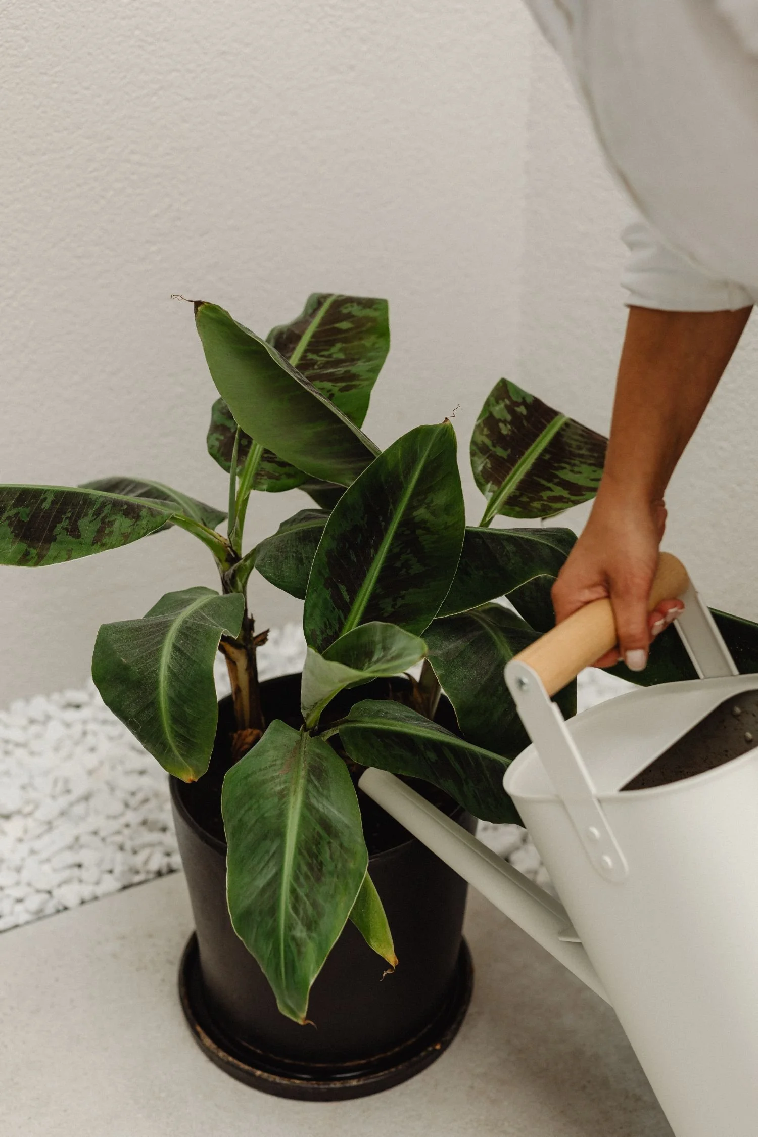 Watering a plant with a white watering can