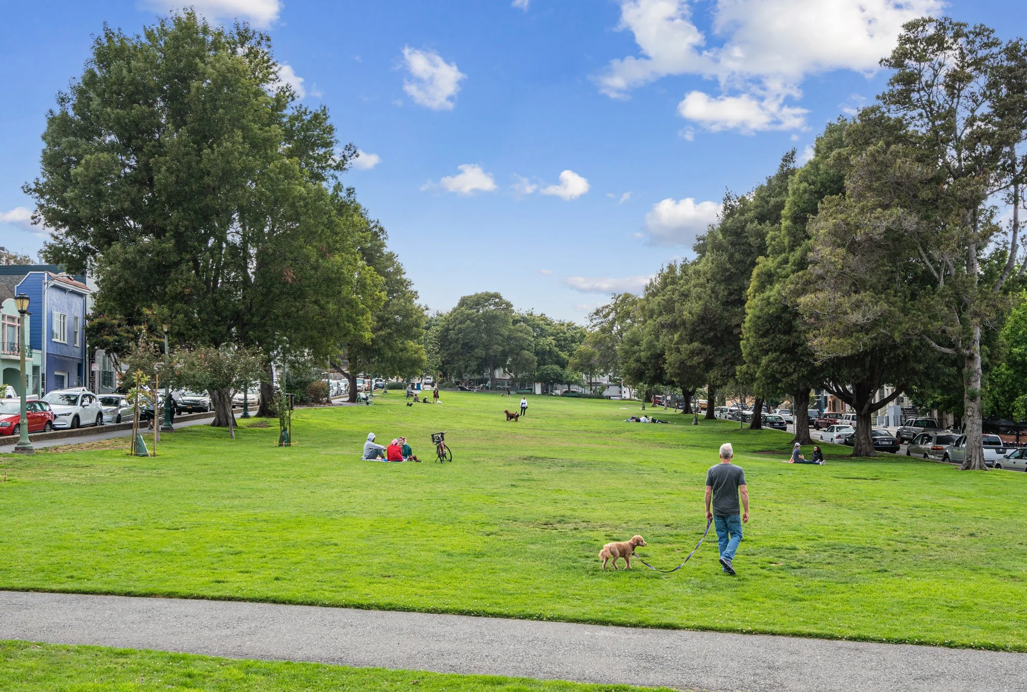 A public park with people relaxing and walking dogs on a grassy field. Large trees provide shade, and nearby buildings and parked cars are visible.