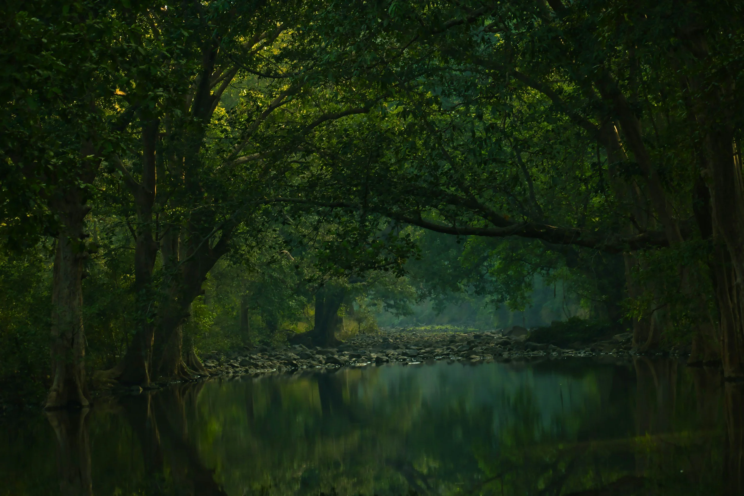A calm, shaded river scene with a dense forest canopy of deep green trees reflecting onto still, glass-like water. This natural waterway landscape represents the tranquil, holistic healing environment at Trent River Wellness in Norwood, Ontario.