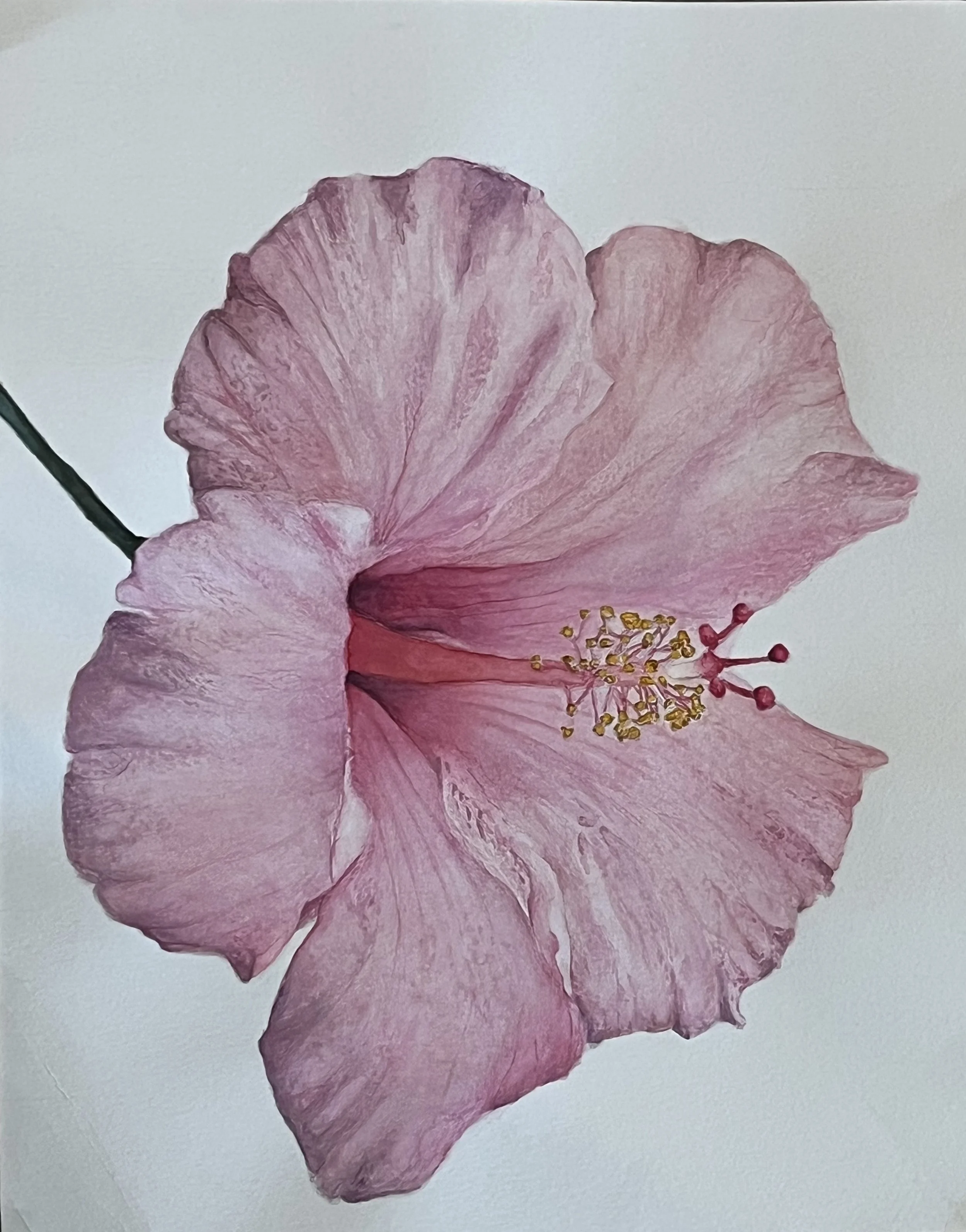 Pink Flower