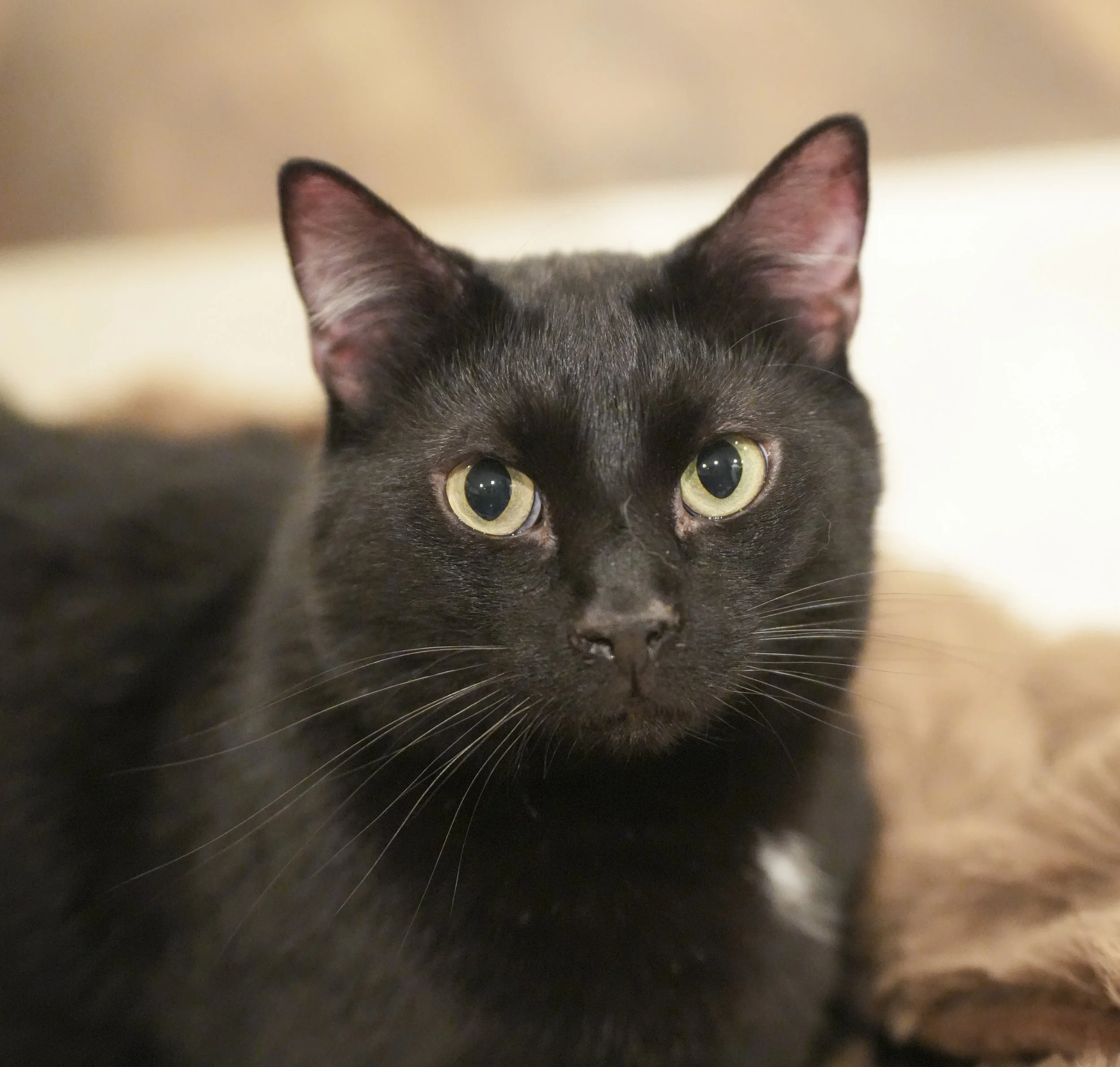 pet photo4.jpg