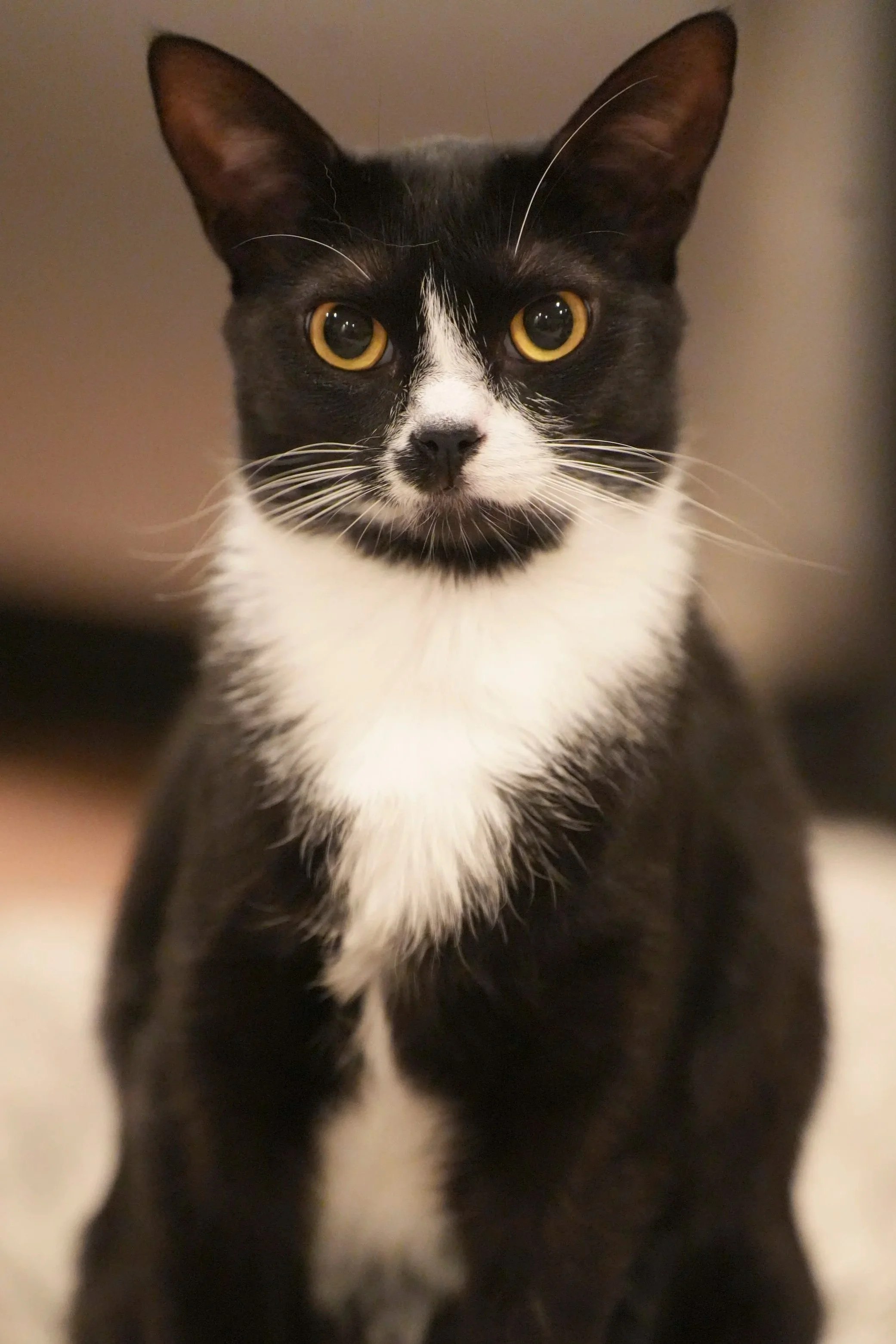 pet+photo.jpg