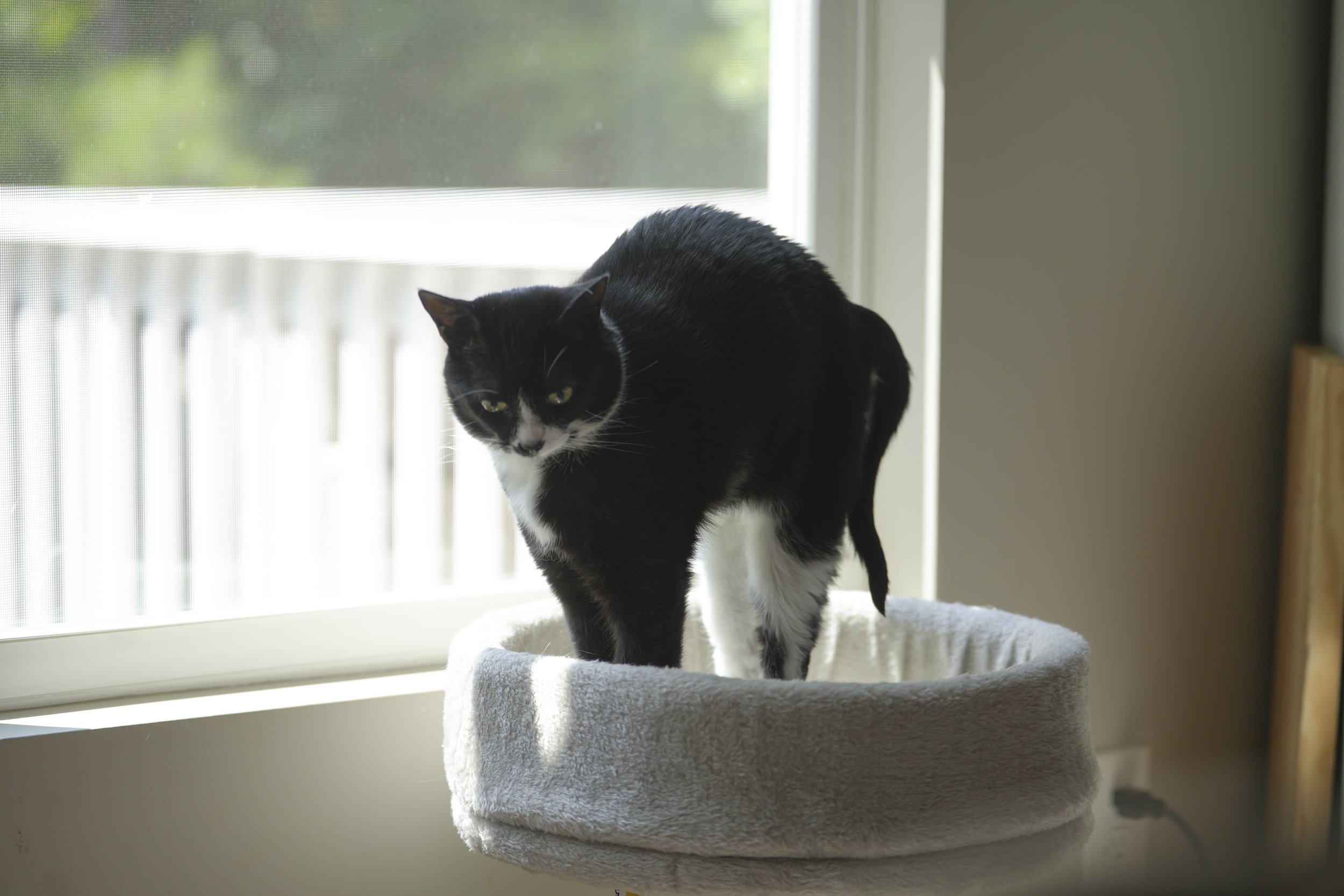 pet photo2.jpg