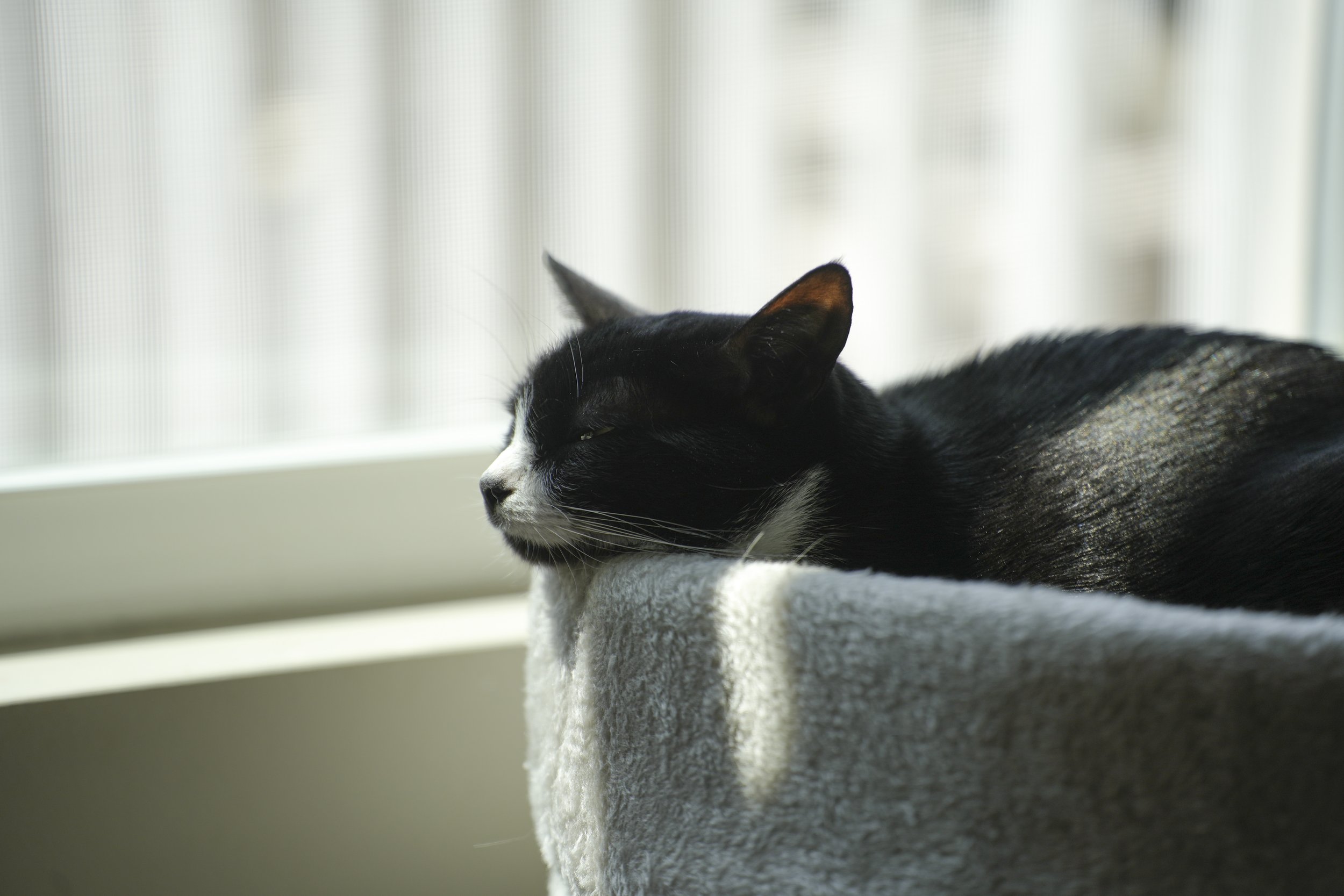 Pet Photography